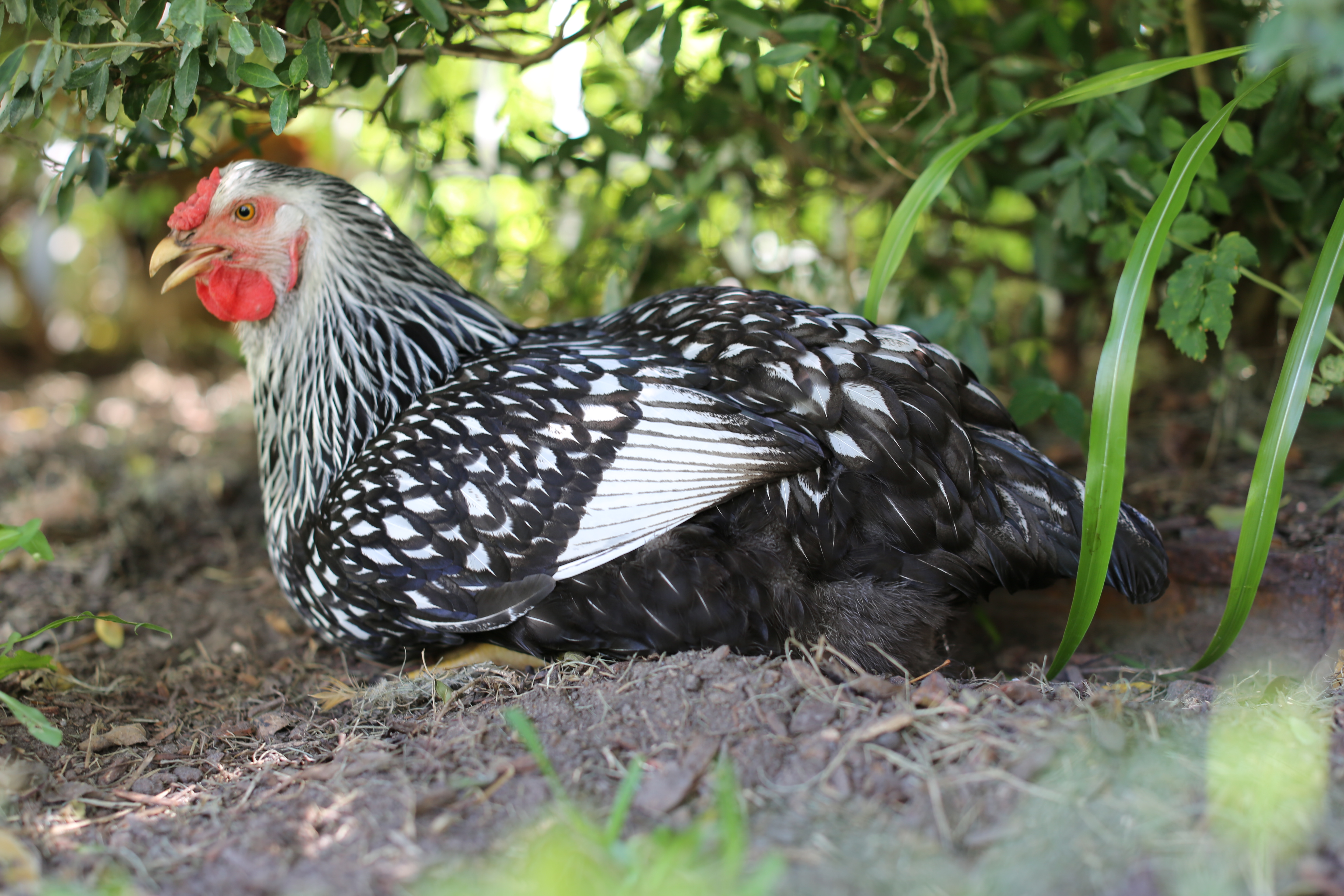 Beautiful Jemimam she is the quietest hen we have and is super shy, the SLW we have are not as fond of being petted and held as my Buff Orps or the Americaunas