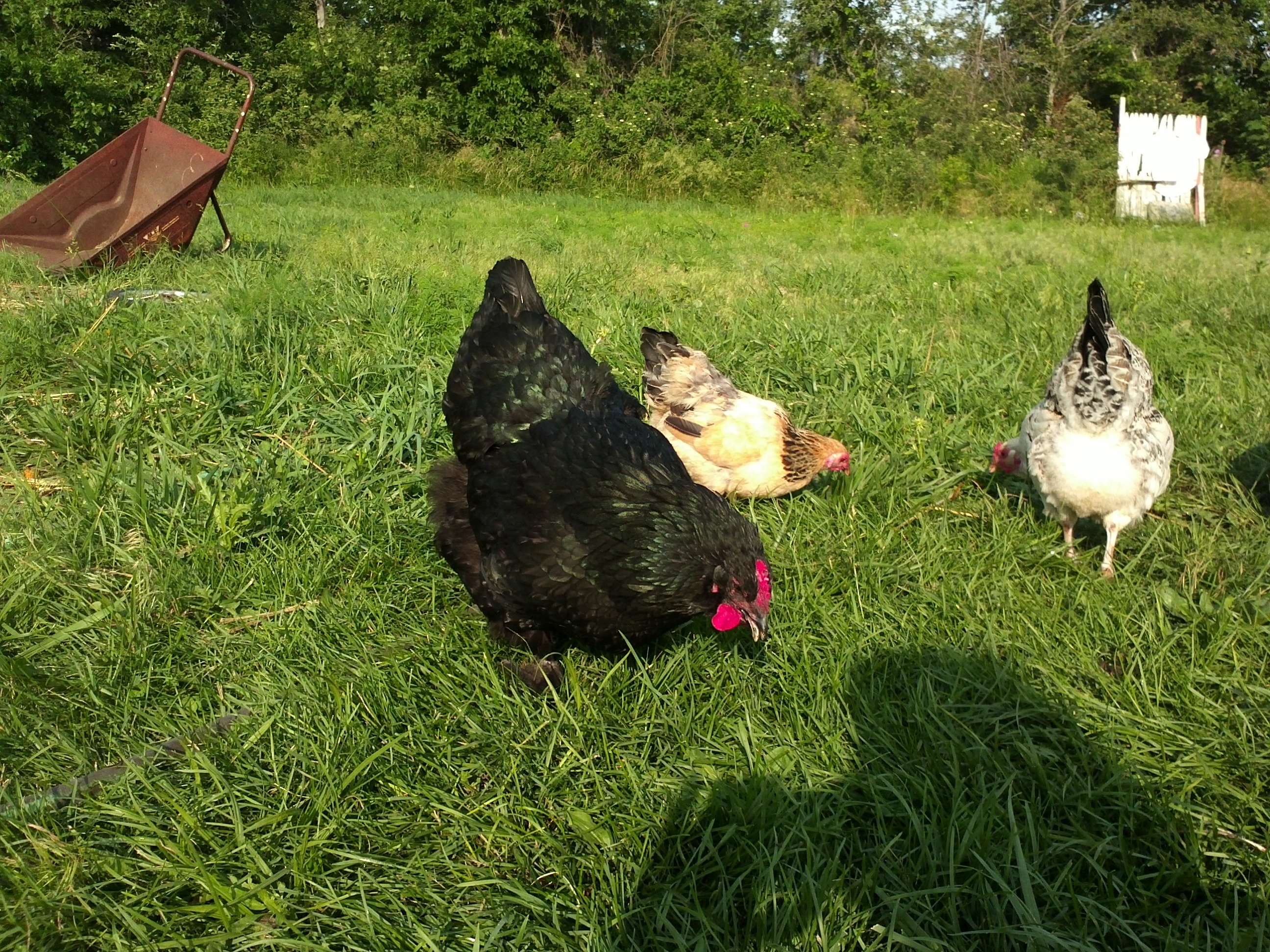 Beautiful sheen to her feathers