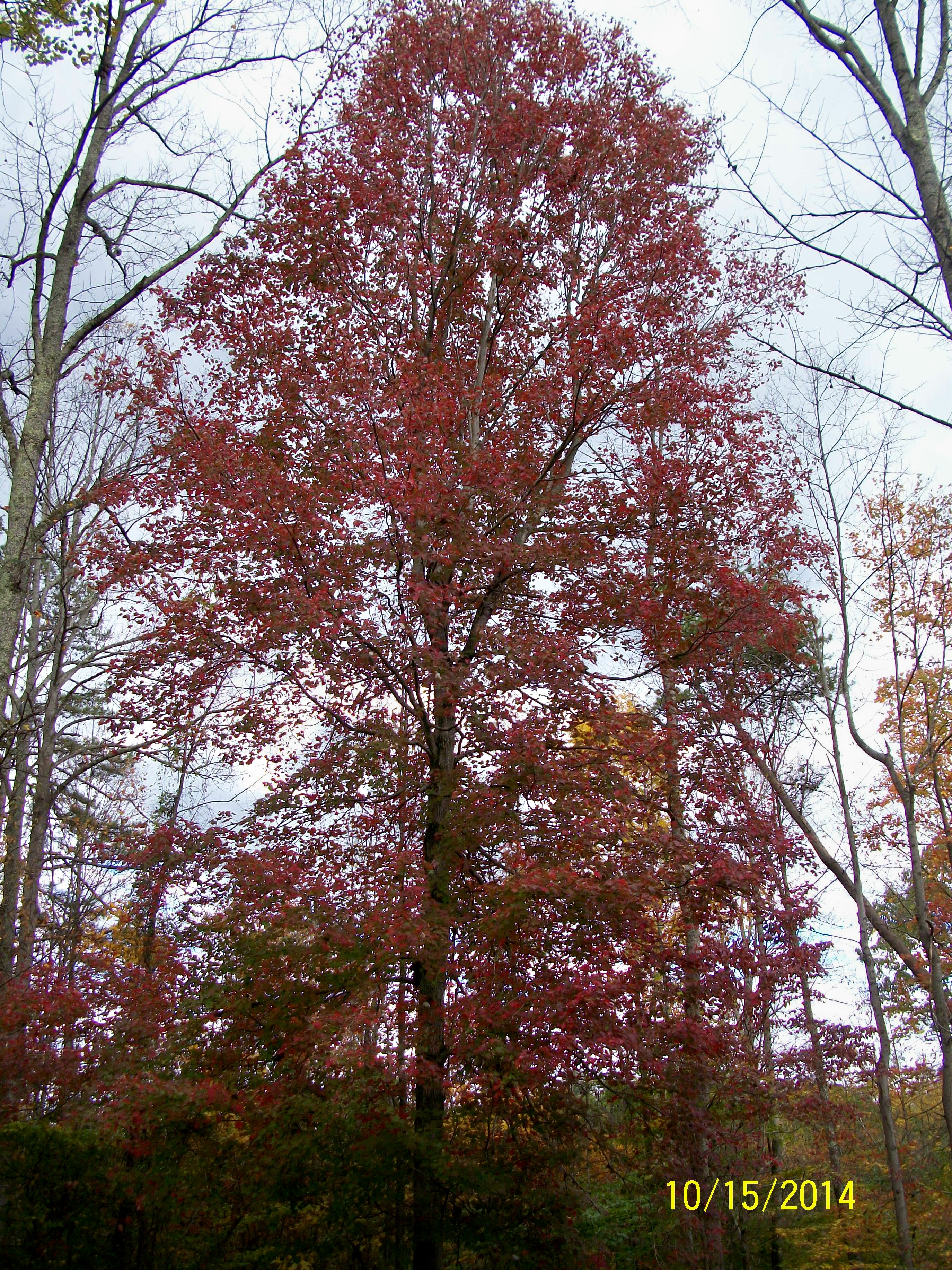 Beautiful tree by the coop!