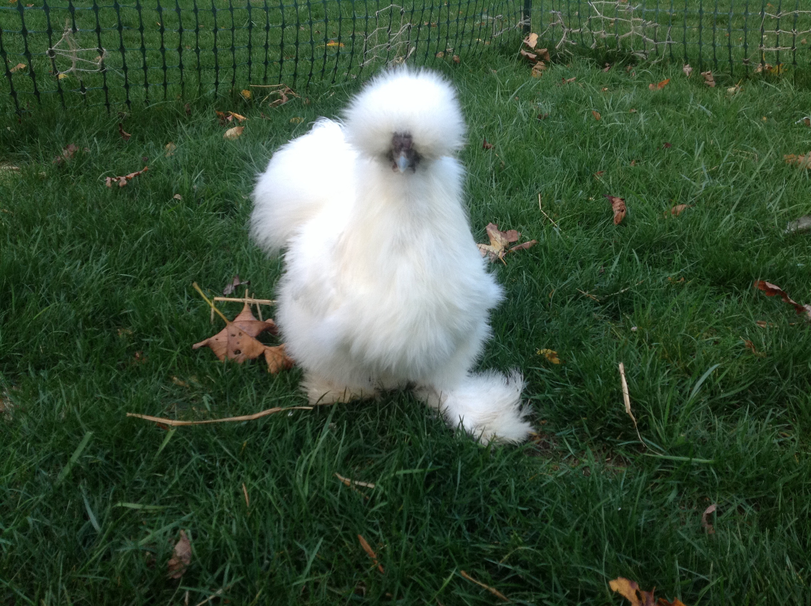 Beautiful  white silky.  Started crowing this week.  Destined for a new home if I can find one.