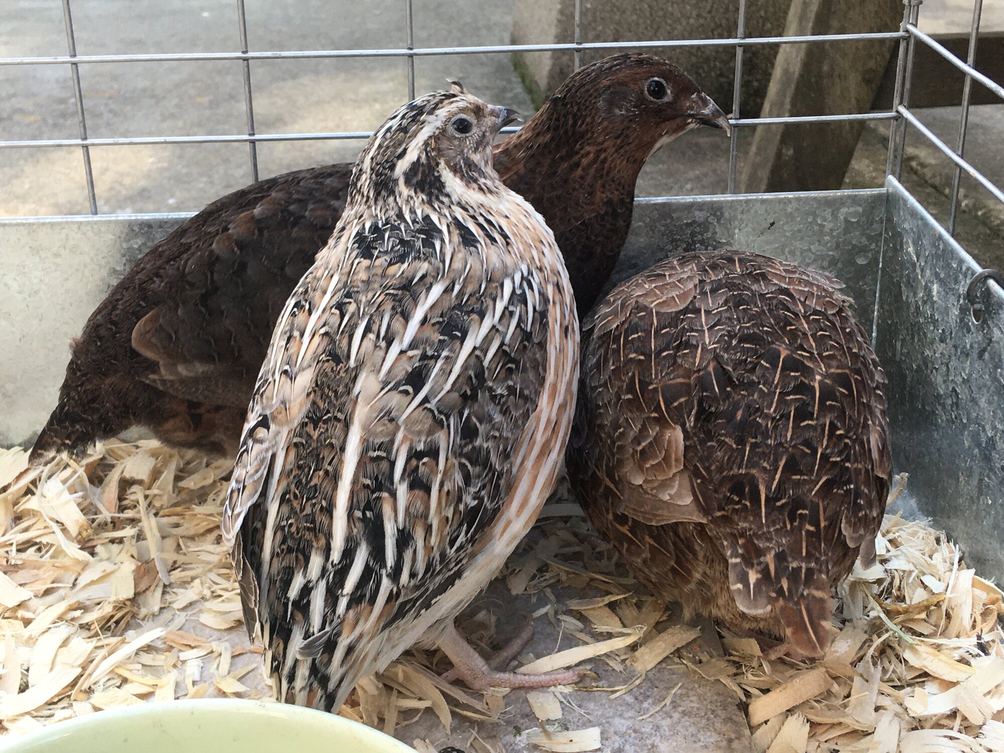 Beauty, Boychick, and Cinnamon