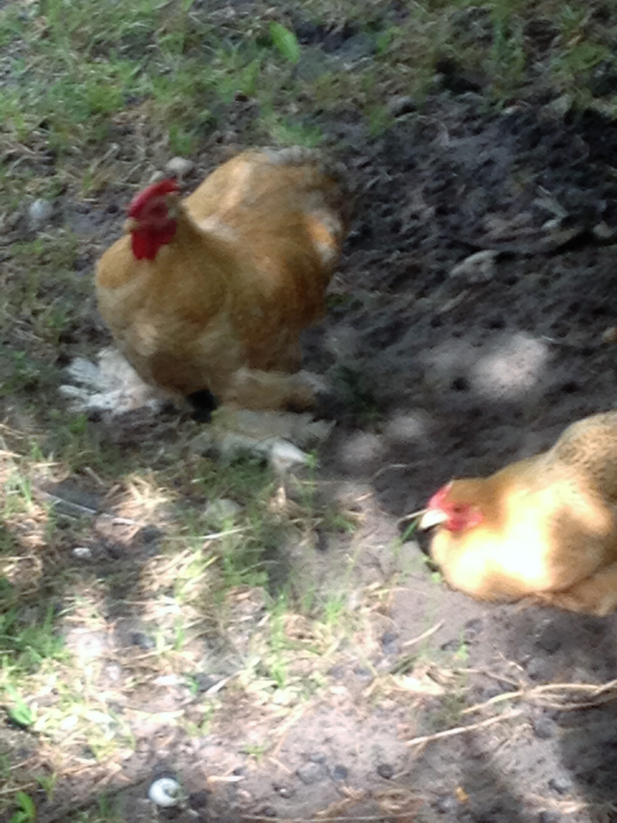 Beaux and ButterBall