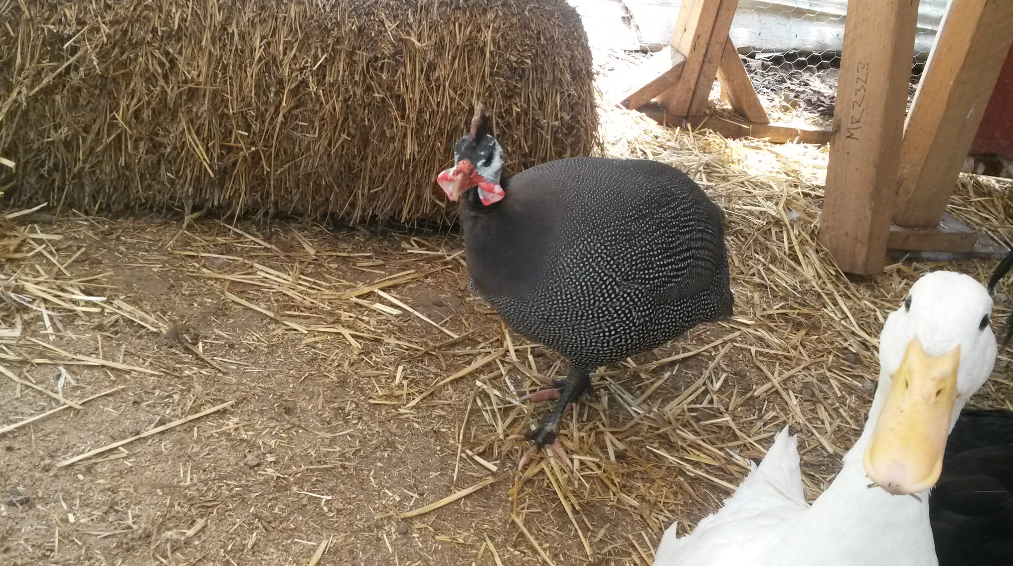 Bebe - Male Guinea Fowl in the background....and my lil Jamie - Pekin Hen doing her photo bomb routine....