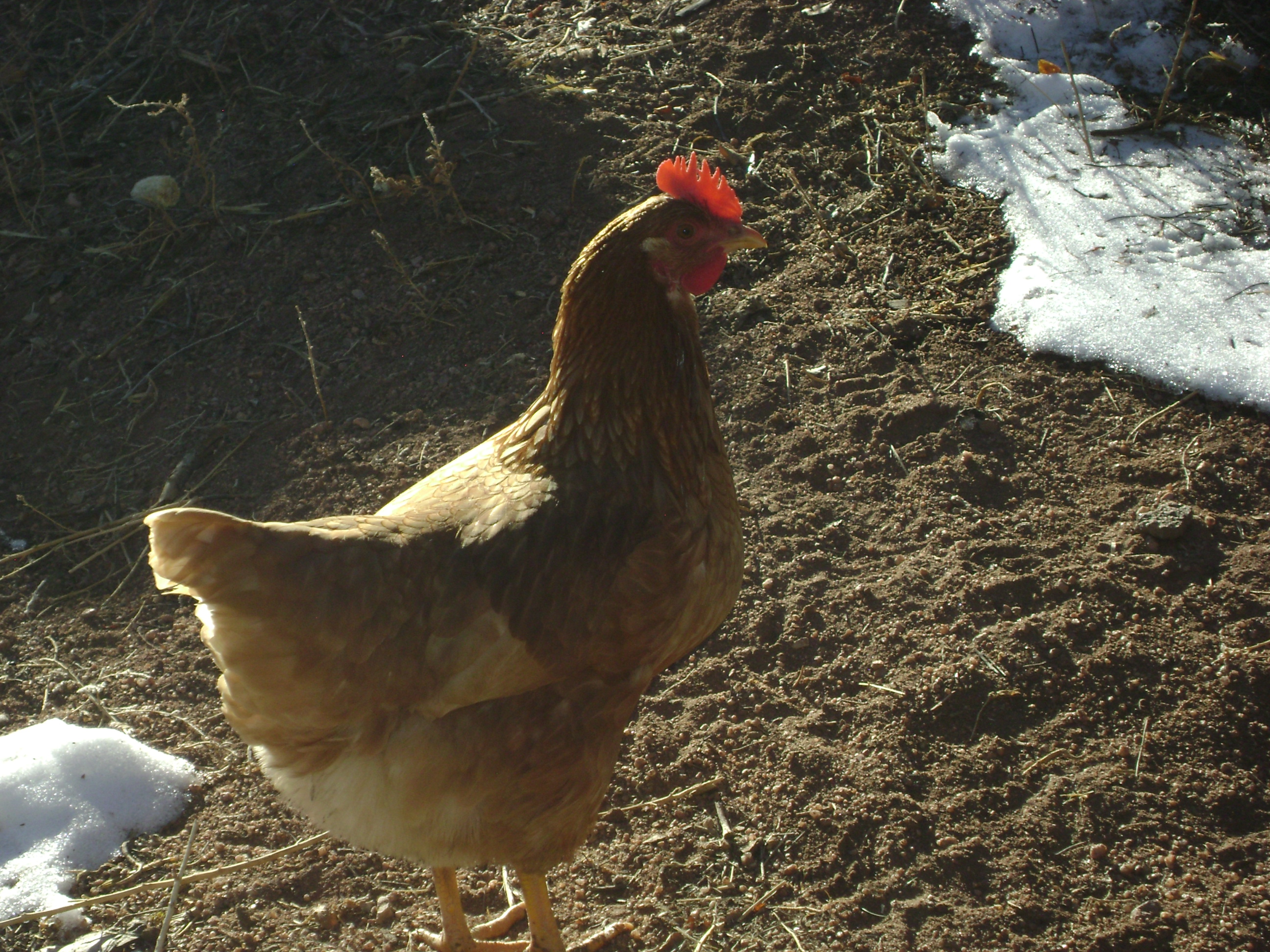 Became mean since she started laying. working on it :)