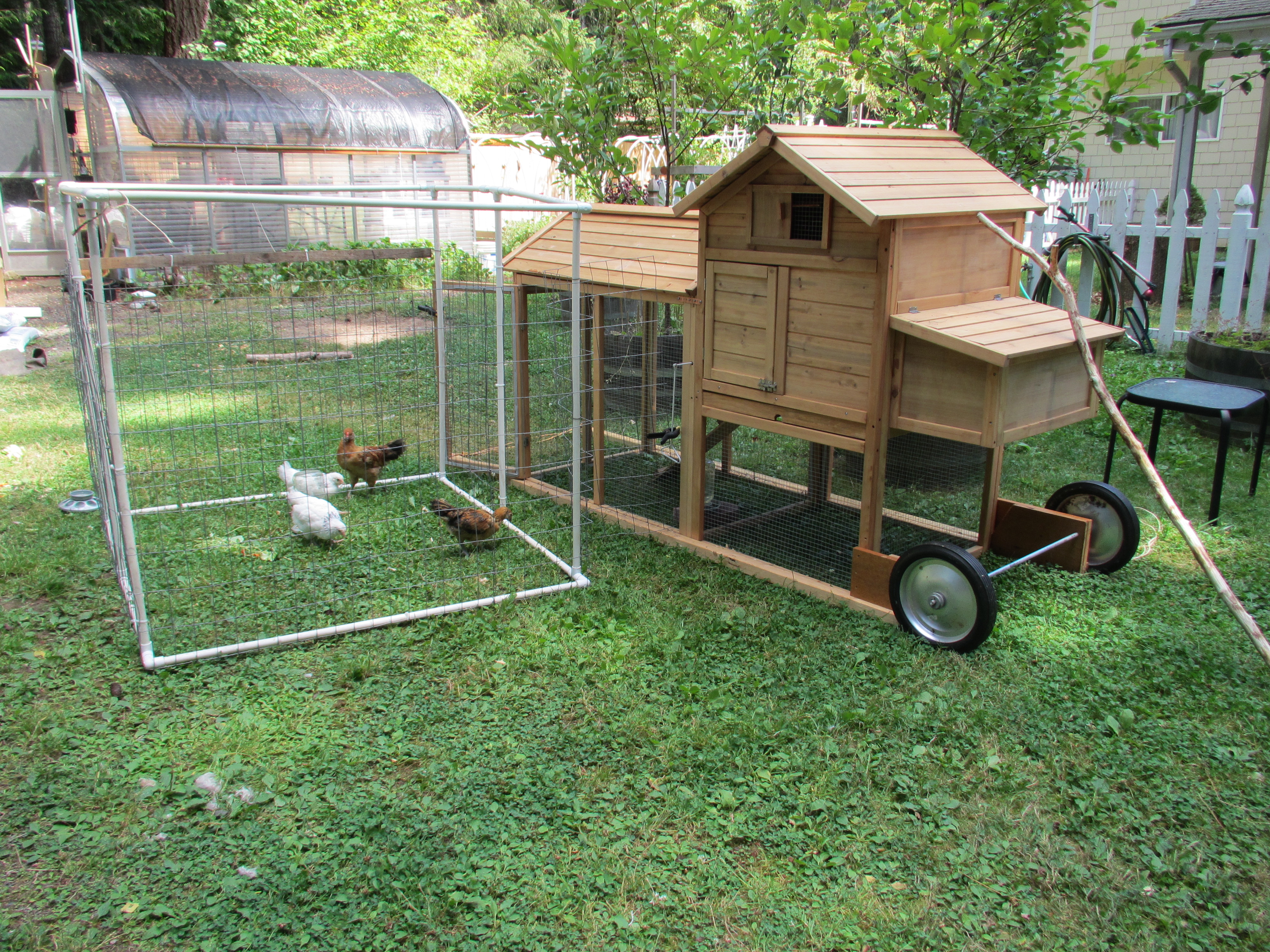 Because he said it would be TEOTWAWKI before he agreed to chickens on the property ... do you see chickens? :)