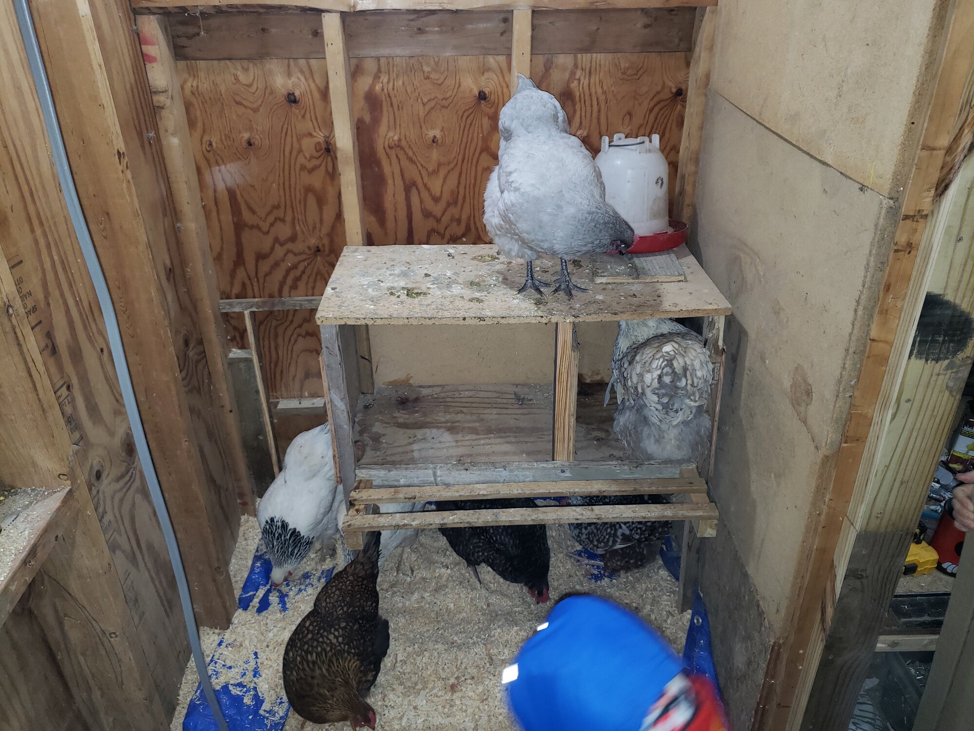 bedding down - shed coop build