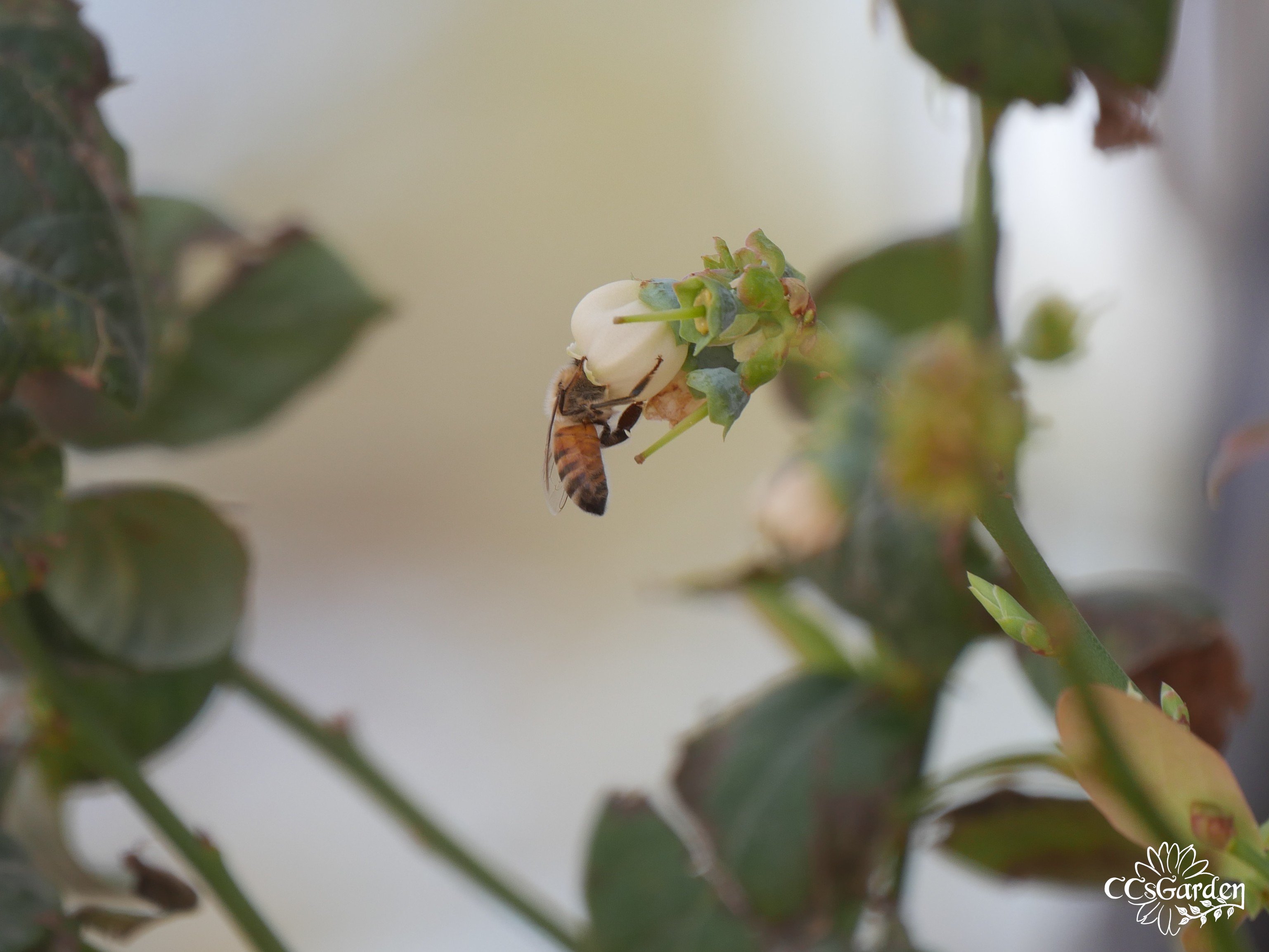Bee on my blueberry bush