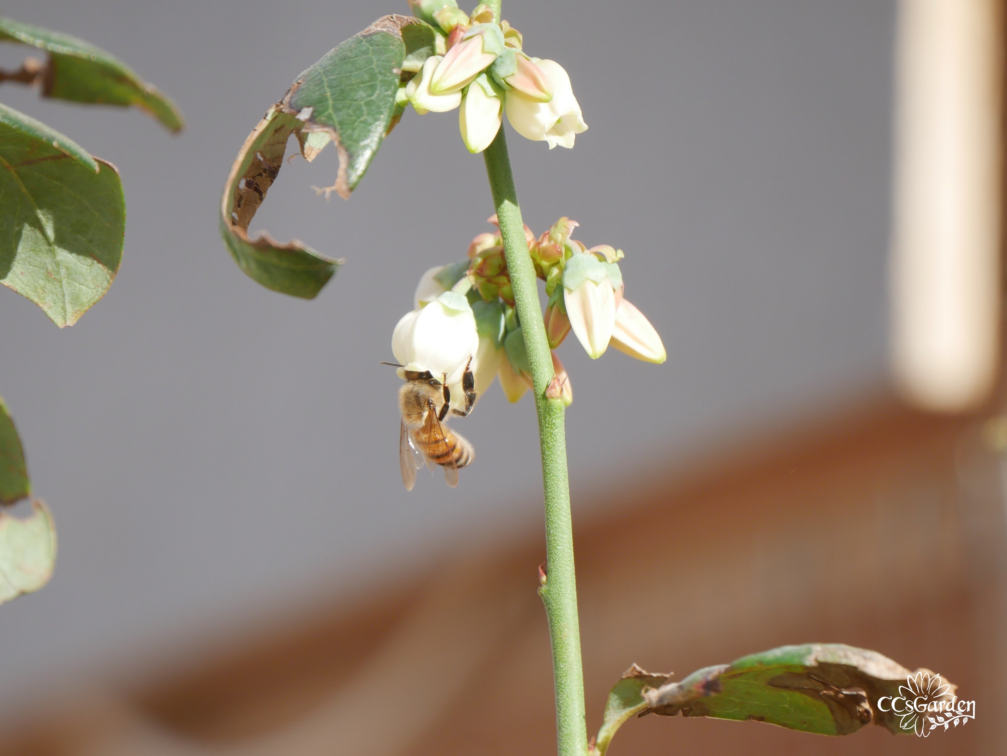 Bee on my blueberry bush