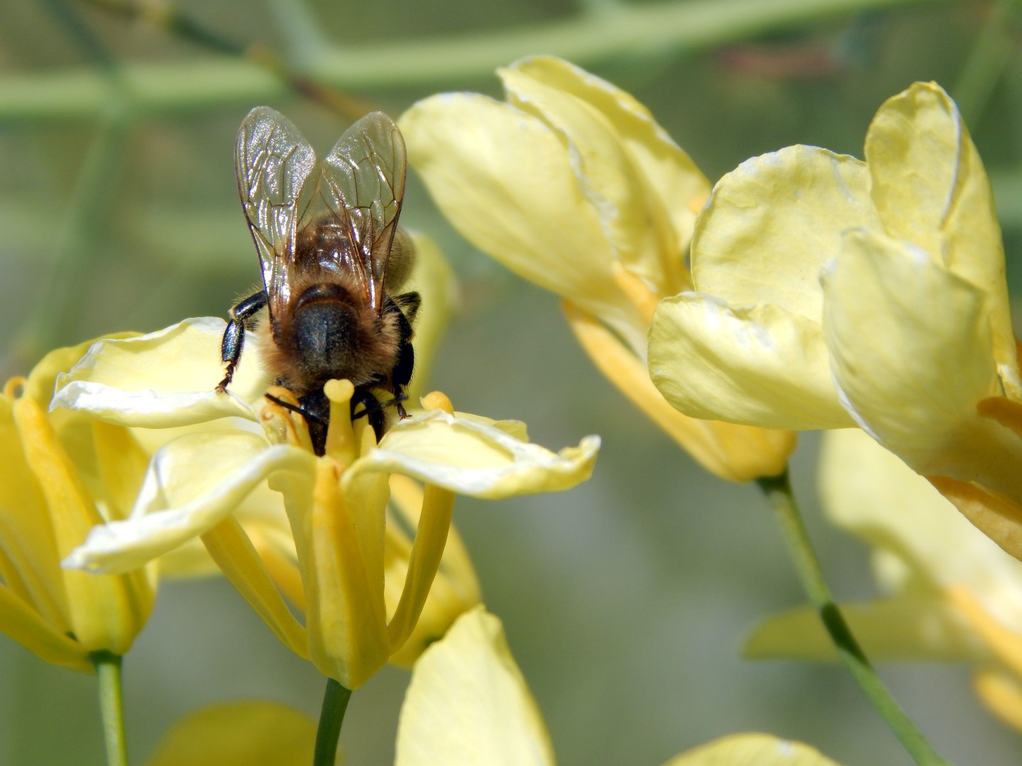 Bee_1 (Large)