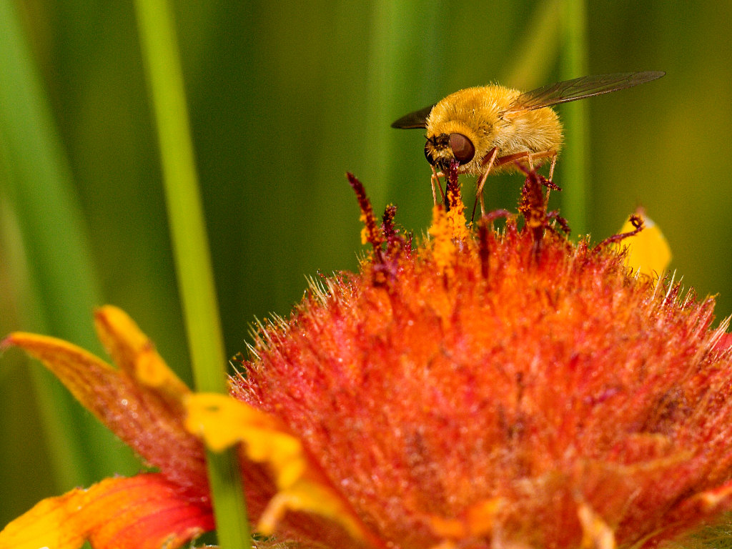 Bee_fly_U7174678_07-17-2020-001.jpg