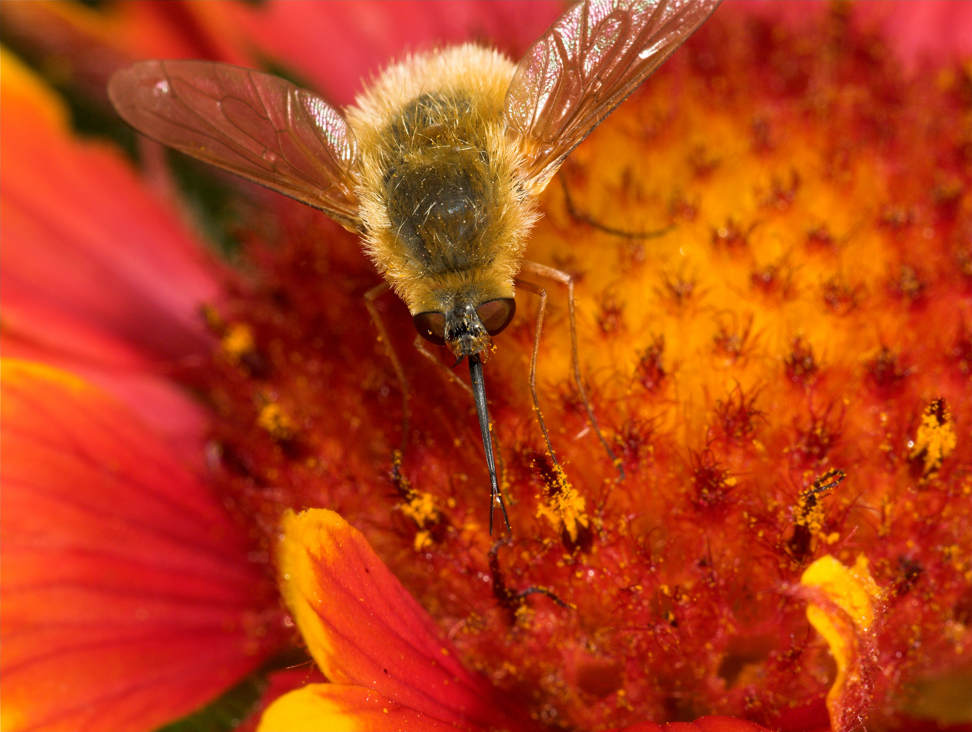 Bee_fly_U7174680_07-17-2020-001.jpg