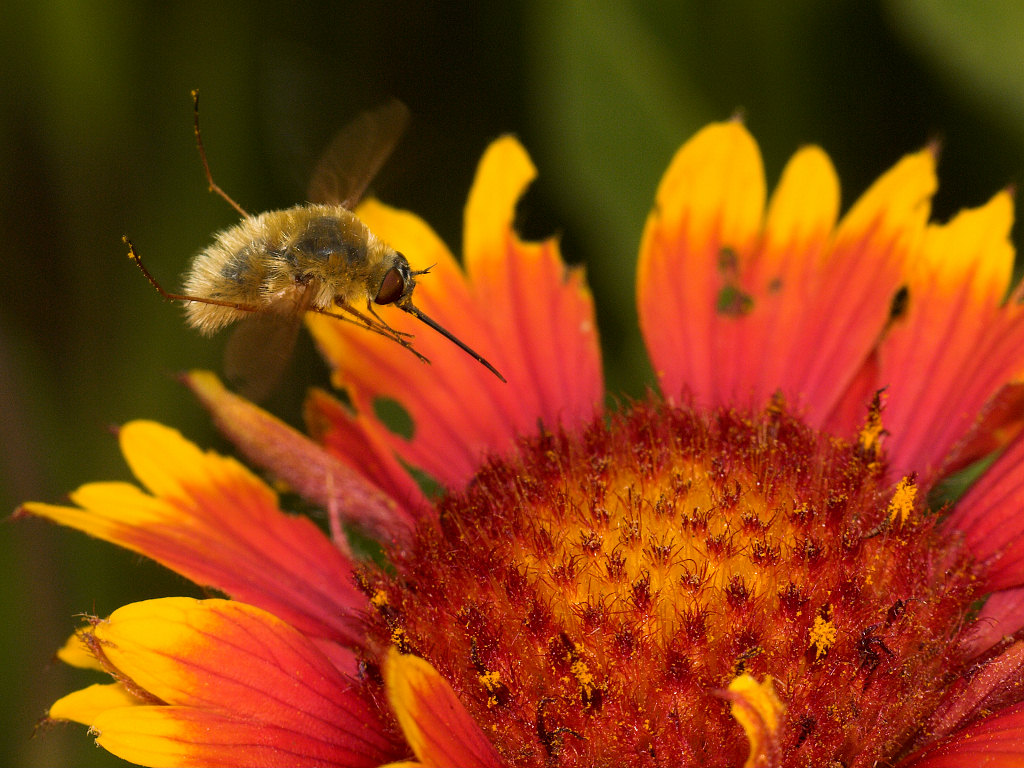 Bee_fly_U7174688_07-17-2020-001.jpg