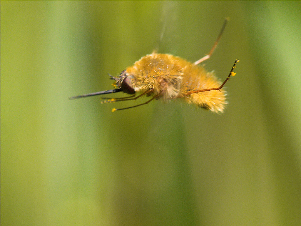 Bee_fly_U7194727_07-19-2020-001.jpg