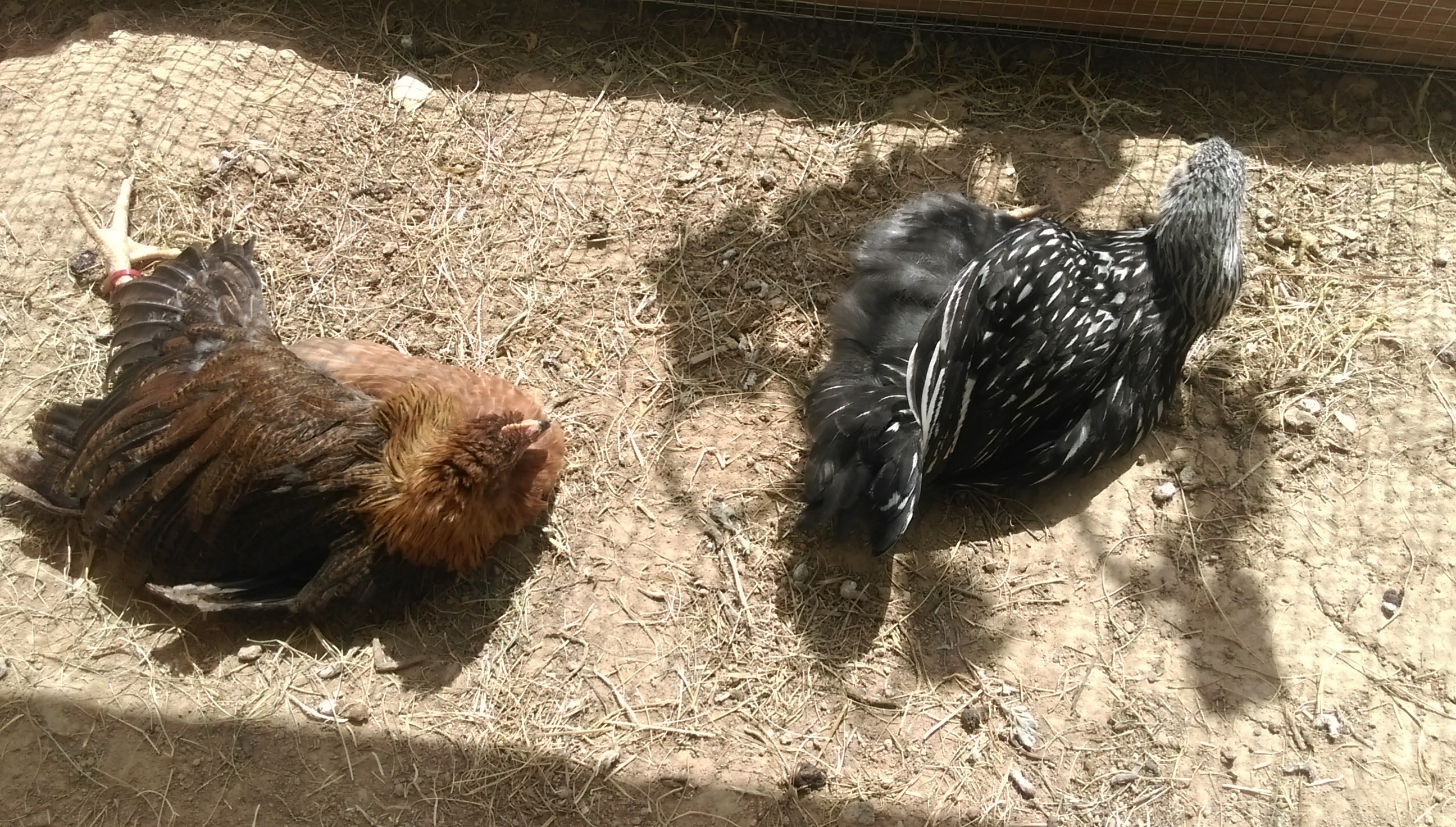BeeBee and Coco - bathing beauties!