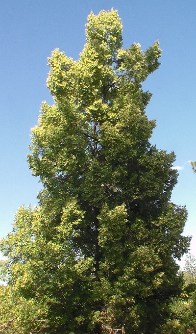 Beech Tree