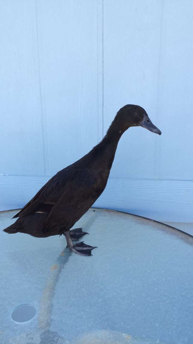 Beeker at 6 months old