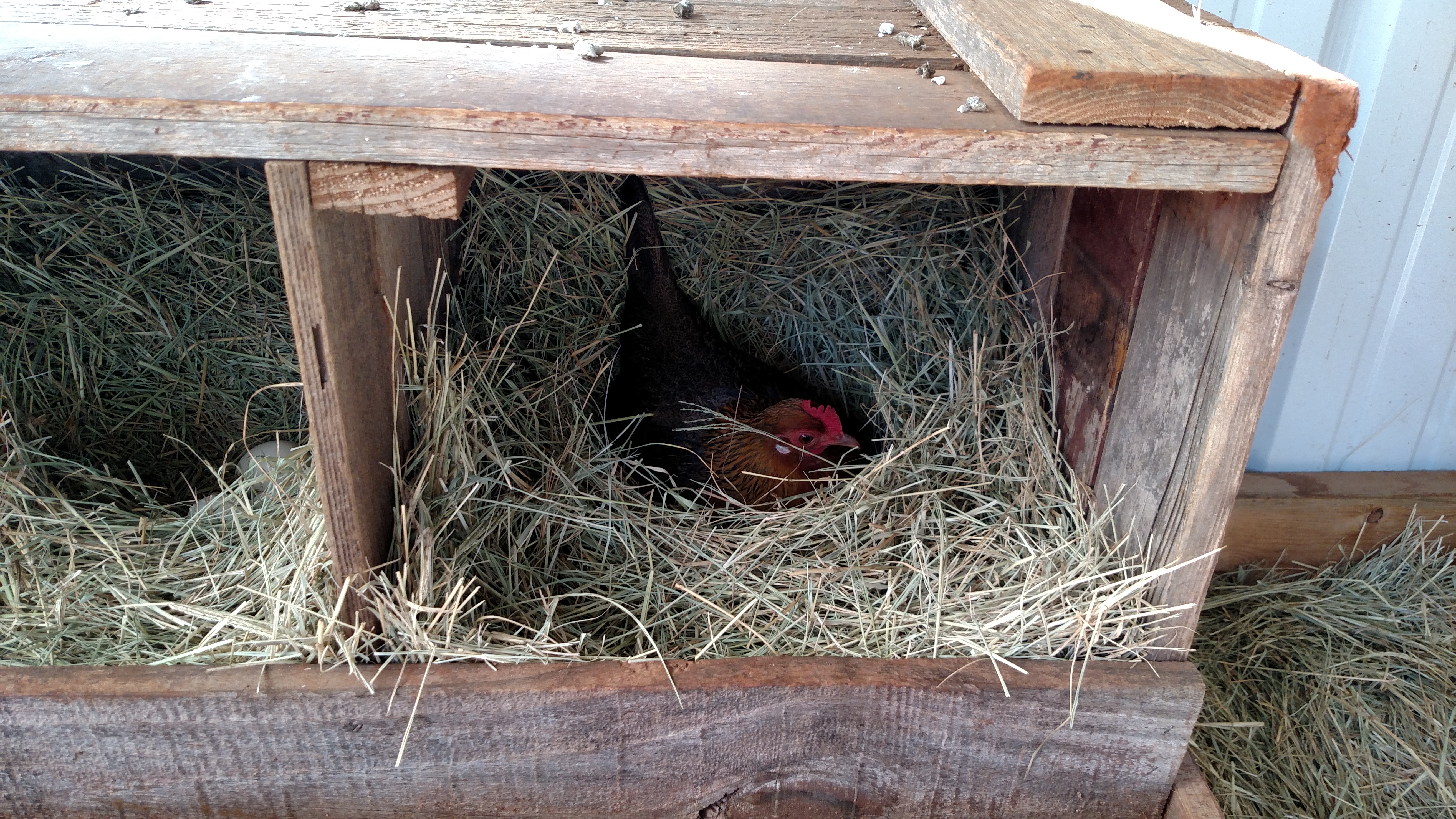 Been a hectic few weeks.  Have a hen sitting.  Do not know what day she started.  Did not write it down.  Have not reworked nesting area until she hatches.  My hens and I are new to this.  They just started laying Sept 2015.  This will be the 2nd time I have a sitting hen.  Hope it goes better than my first.