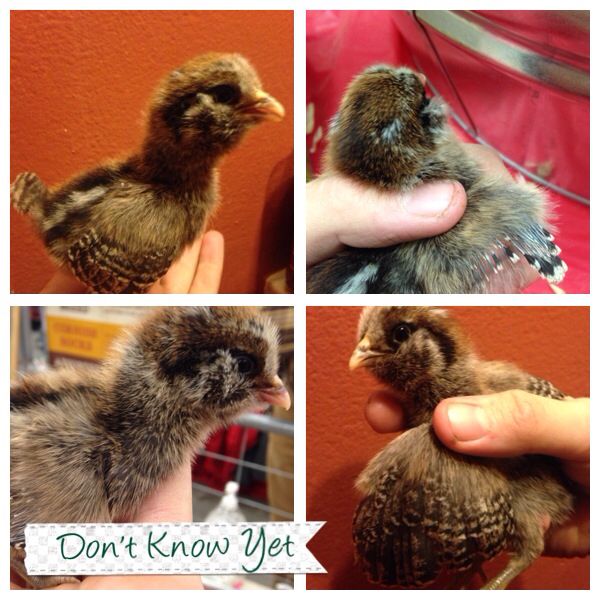 Been told this one is an Easter Egger. Do not know for sure on this one either.  But this one was with the mixed bantams.

Feel free to comment if you know what this one is.