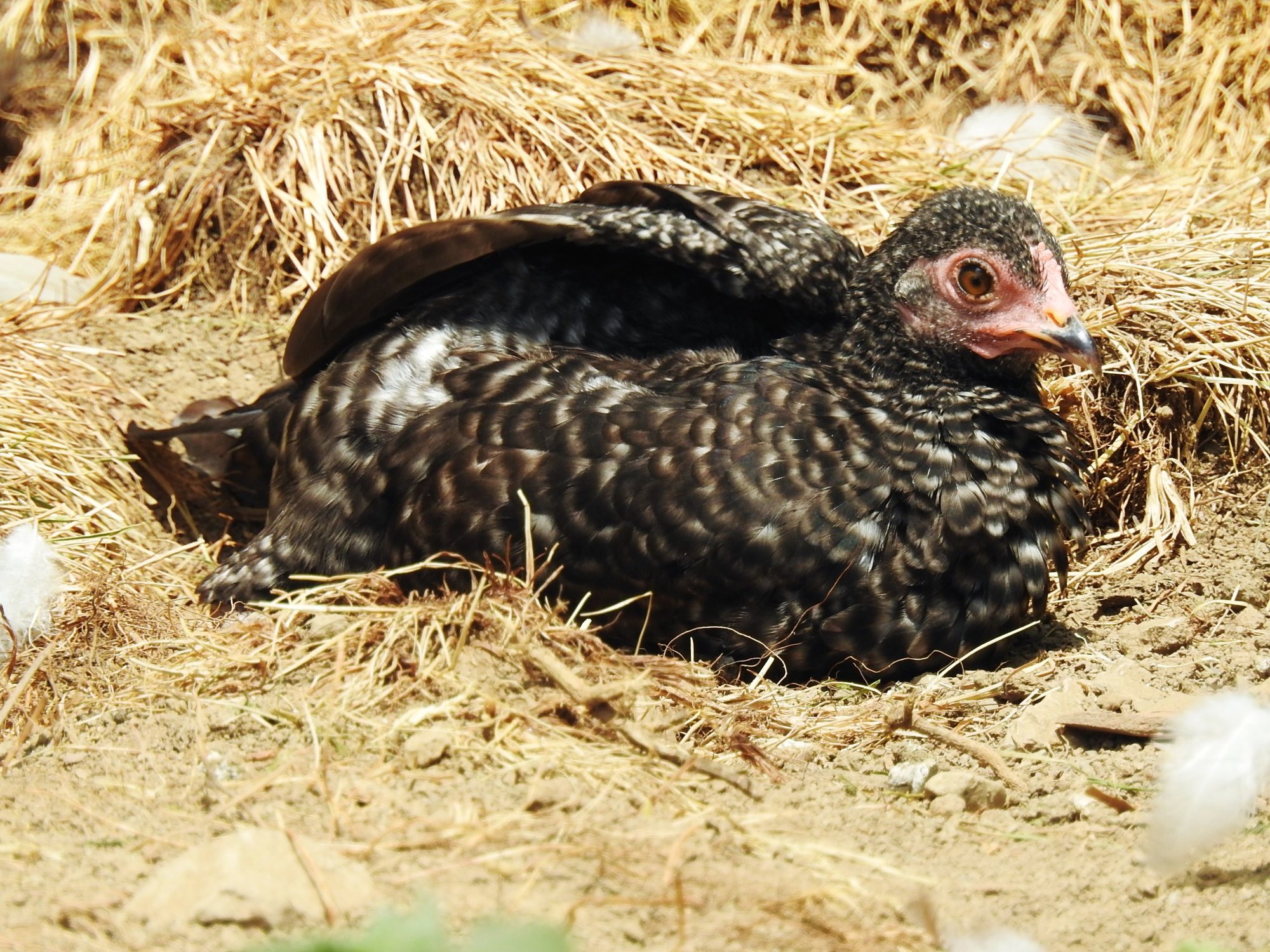 Beeps basking