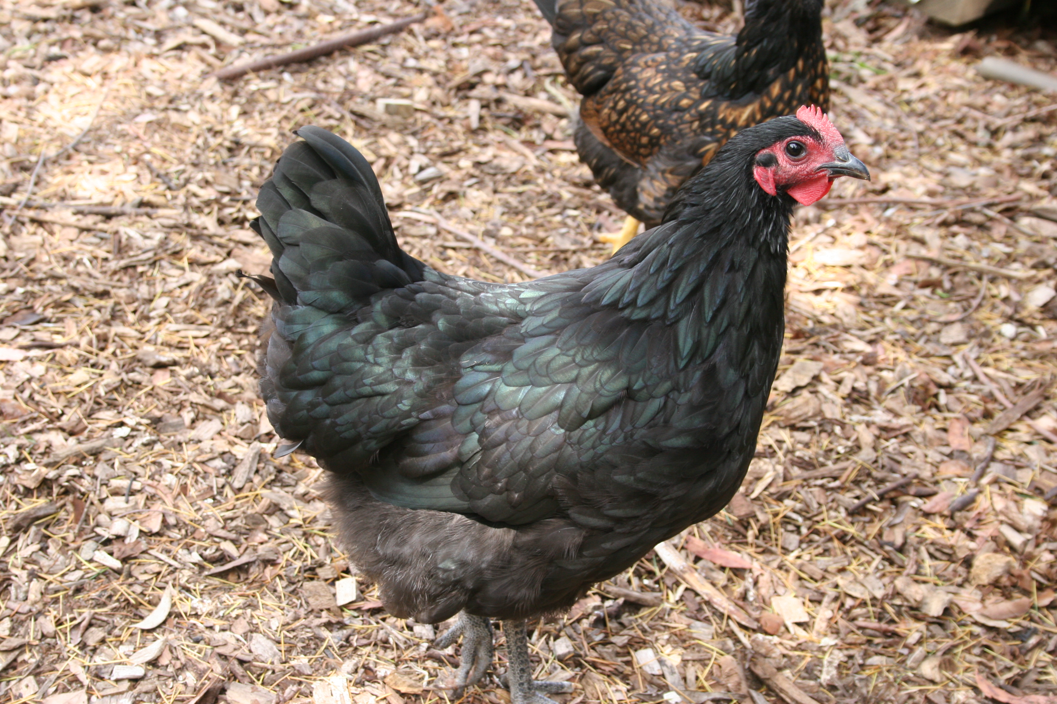 Beetle the Australorp 21 weeks old