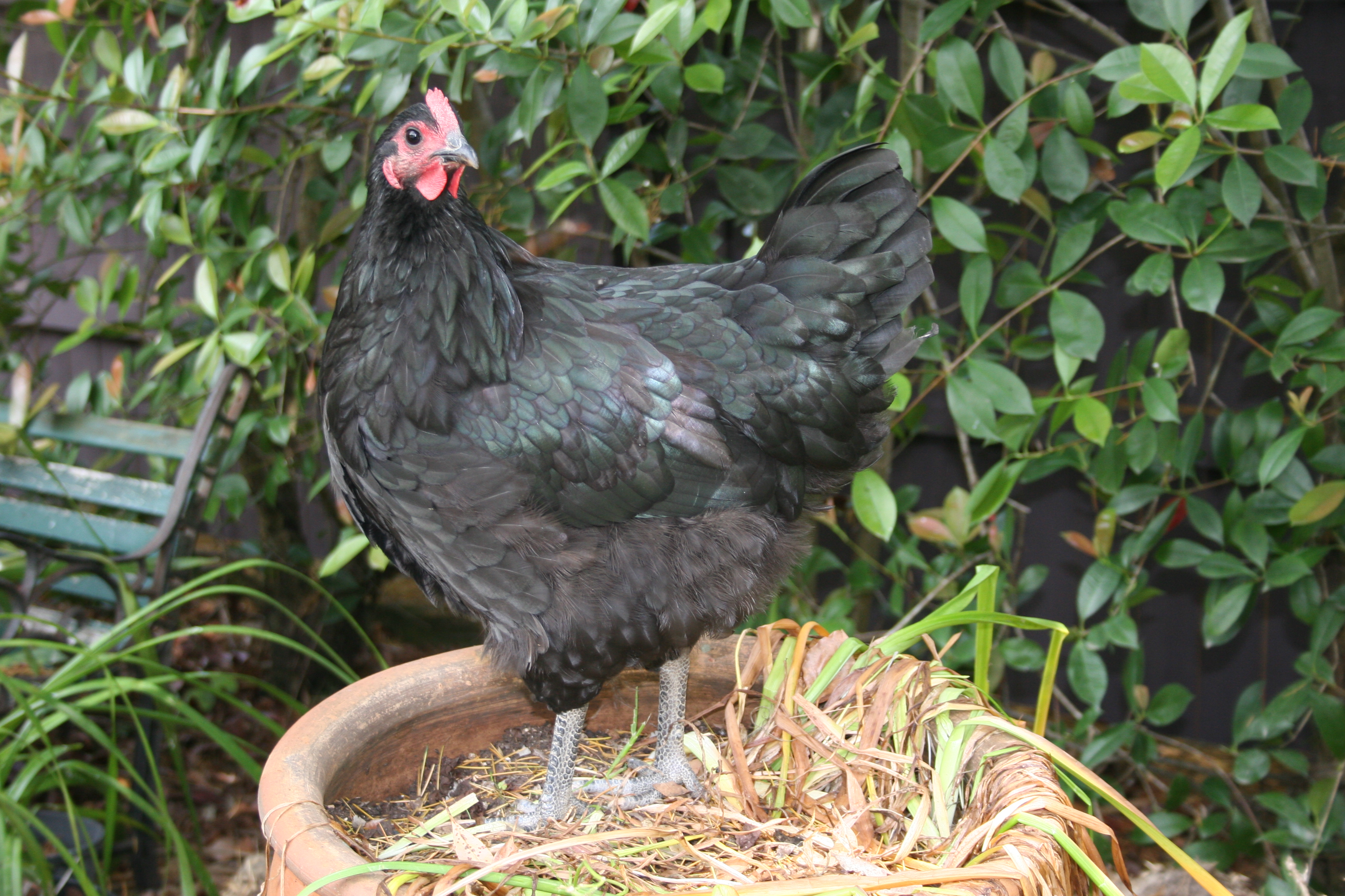 Beetle the Australorp 21 weeks old