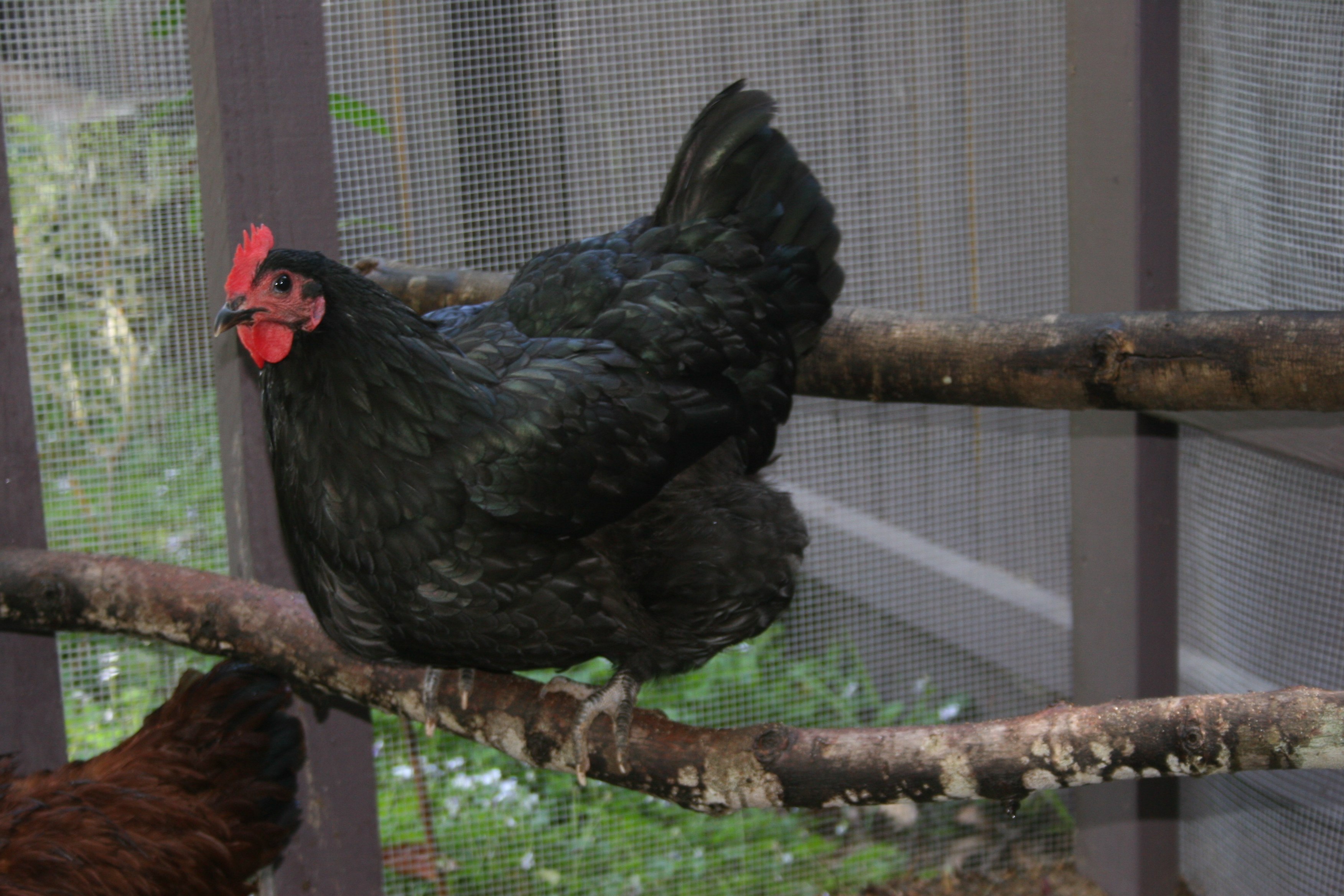 Beetle the Australorp