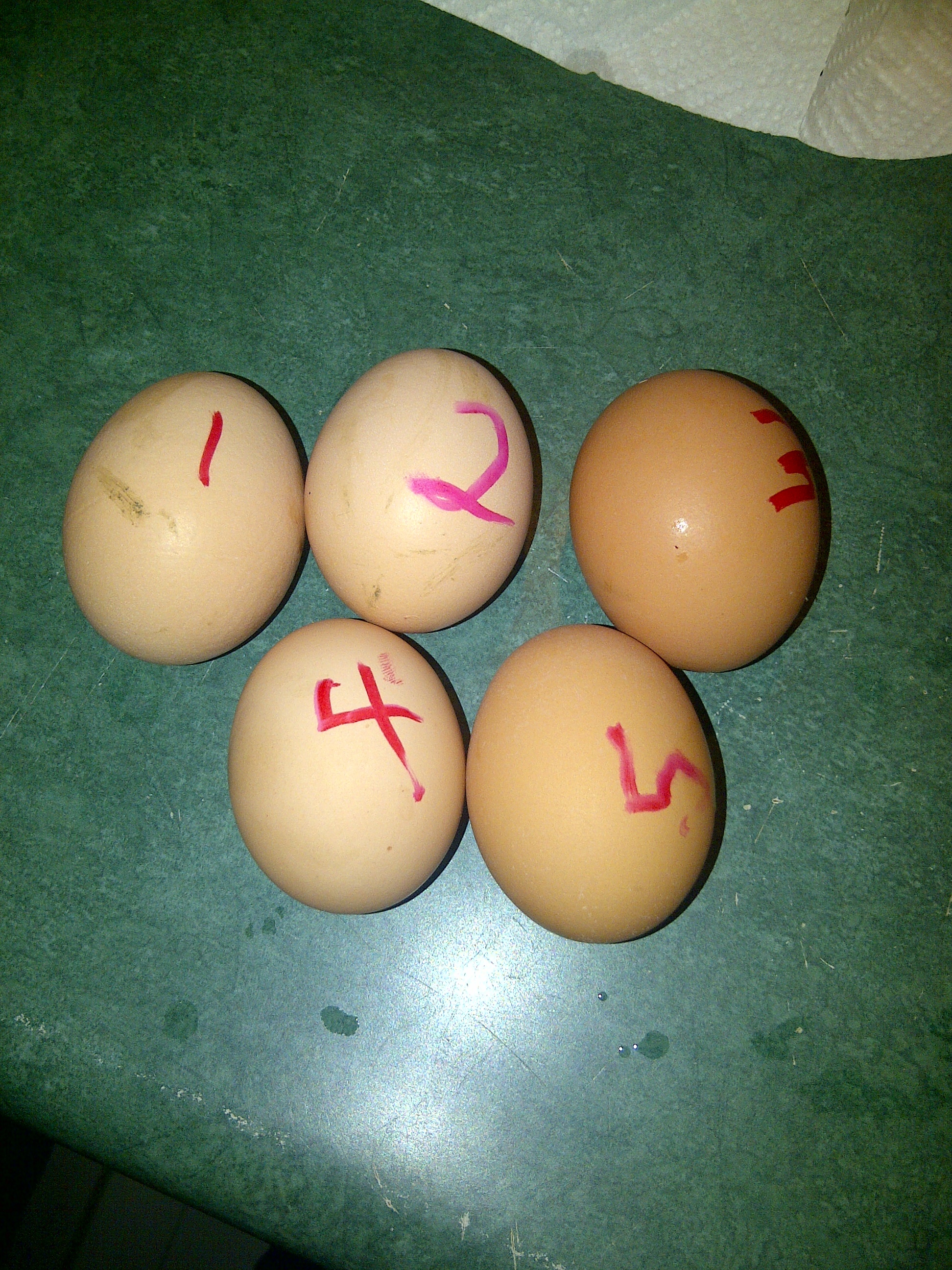Before Hatching