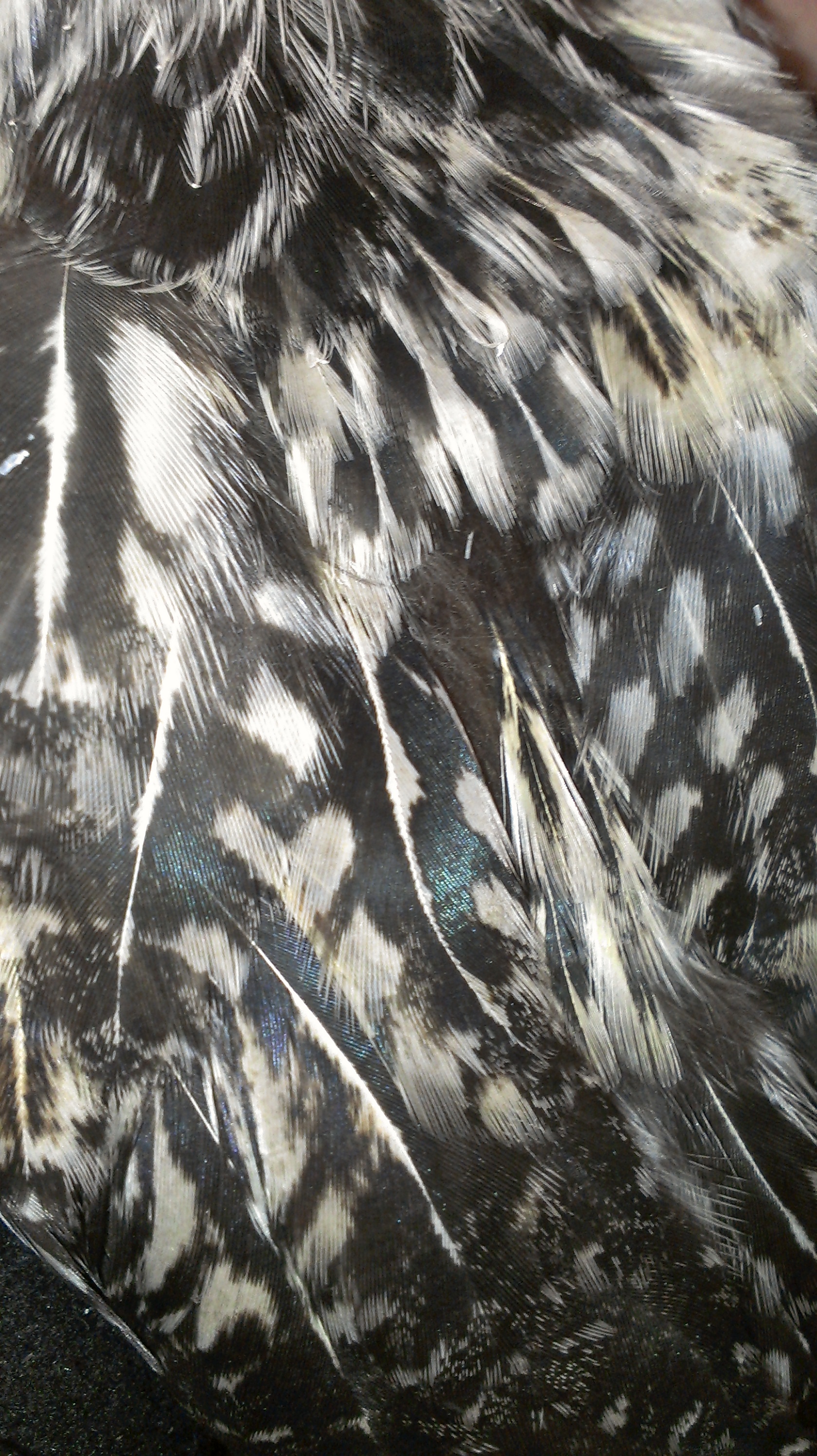 before his first molt.