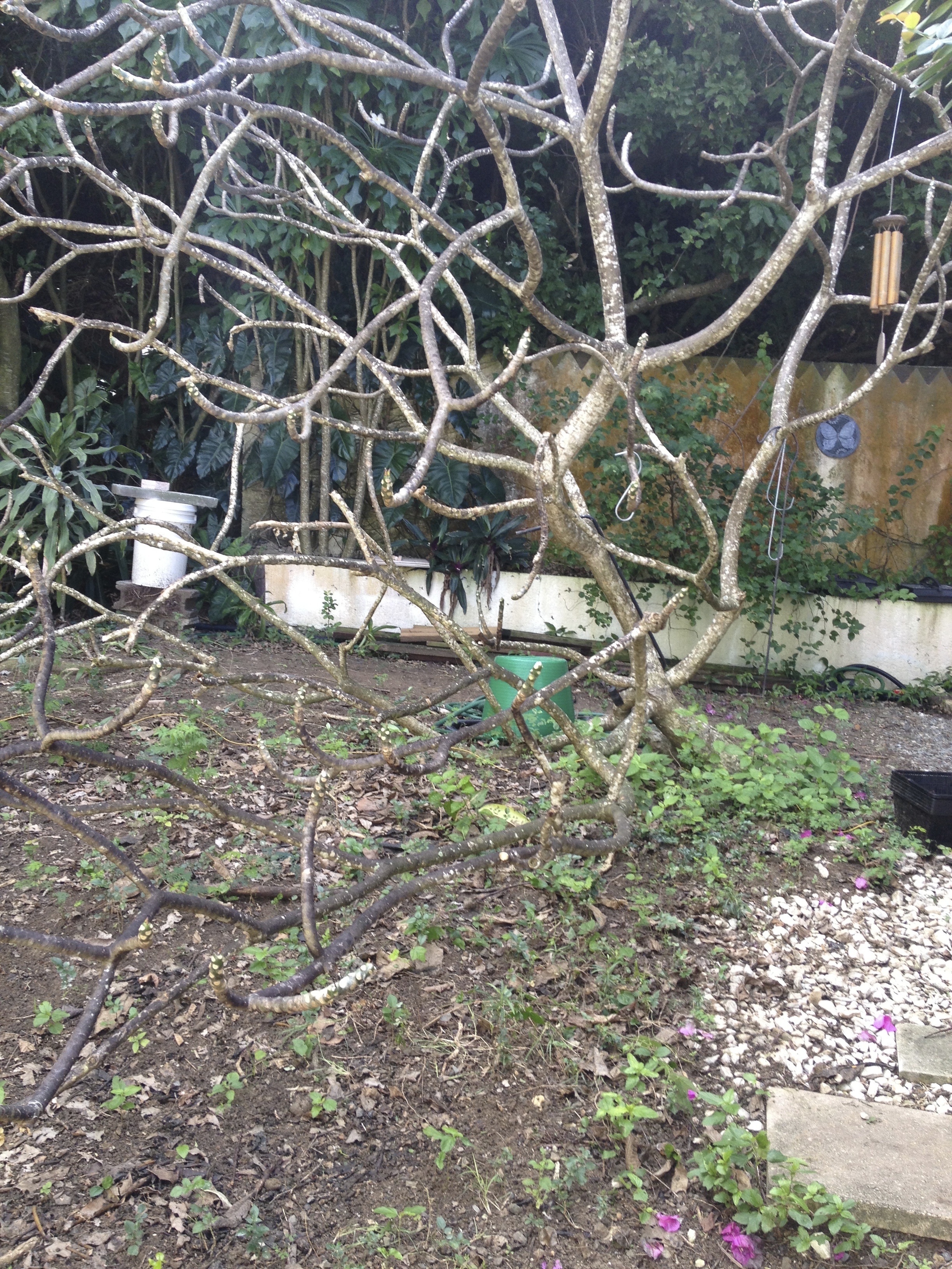 before the coop