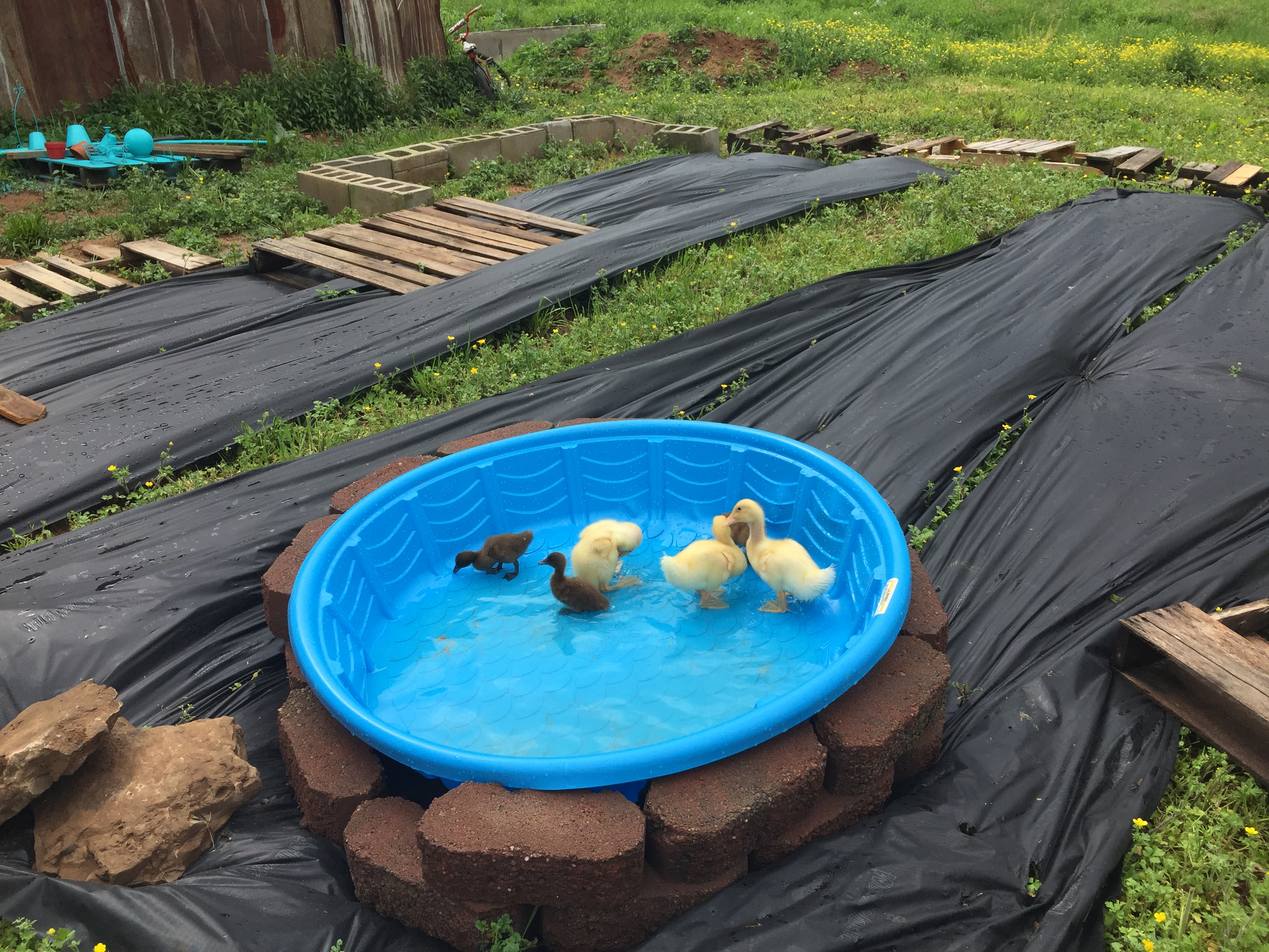 Before the coup and run were finished and we still had all 6 members of our original flock. Howard died about a week after we had him, unknown causes but it happened super fast! They were so cute!