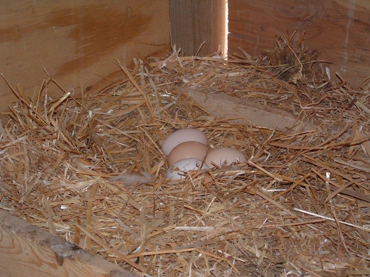 before the neighbor's animals killed my last hens I was getting a good supply of eggs.