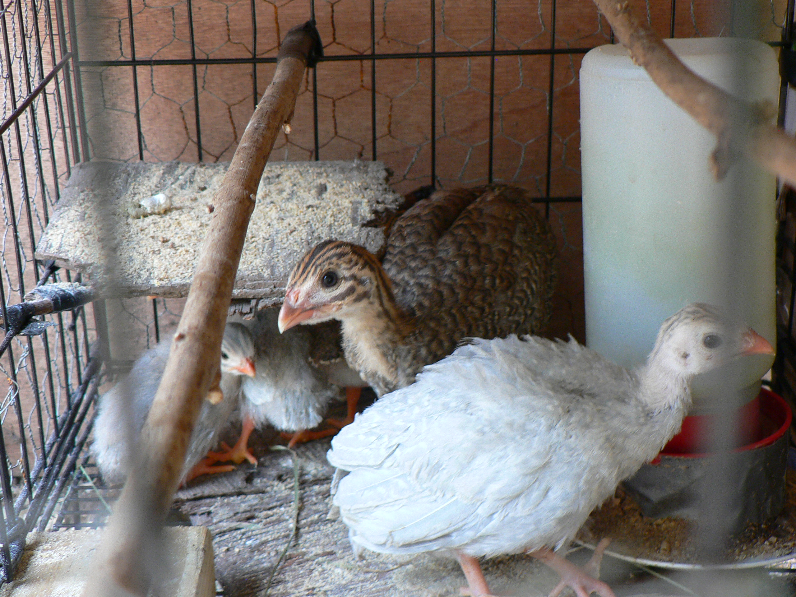 before they ventured out of their pen out into the fowl yard.