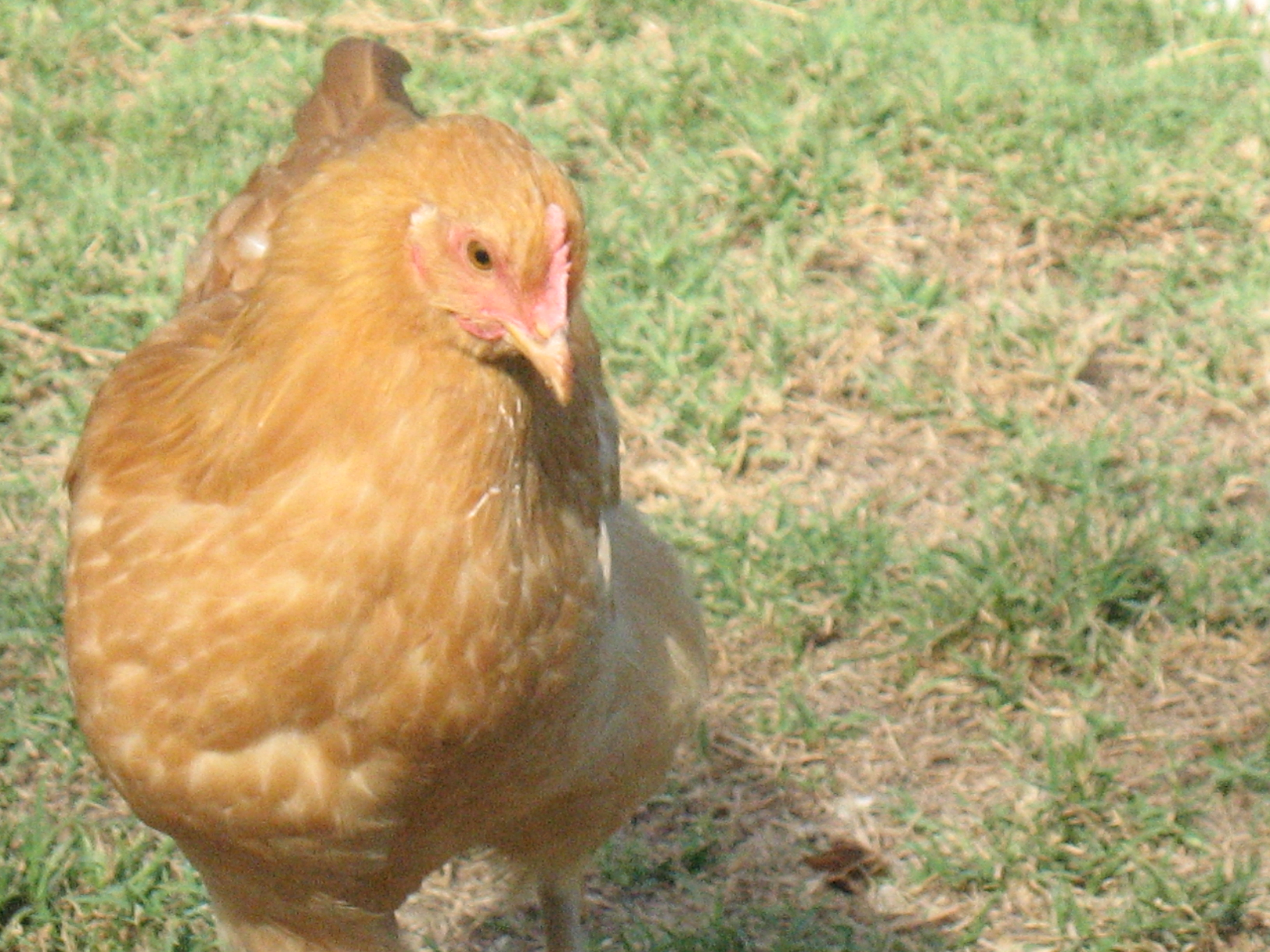 Before they were grown up all the way...    my two favorite, sweet, loving, pets..   my Buff Orpingtons...    neither has gone broody yet..  they are behind their peers.