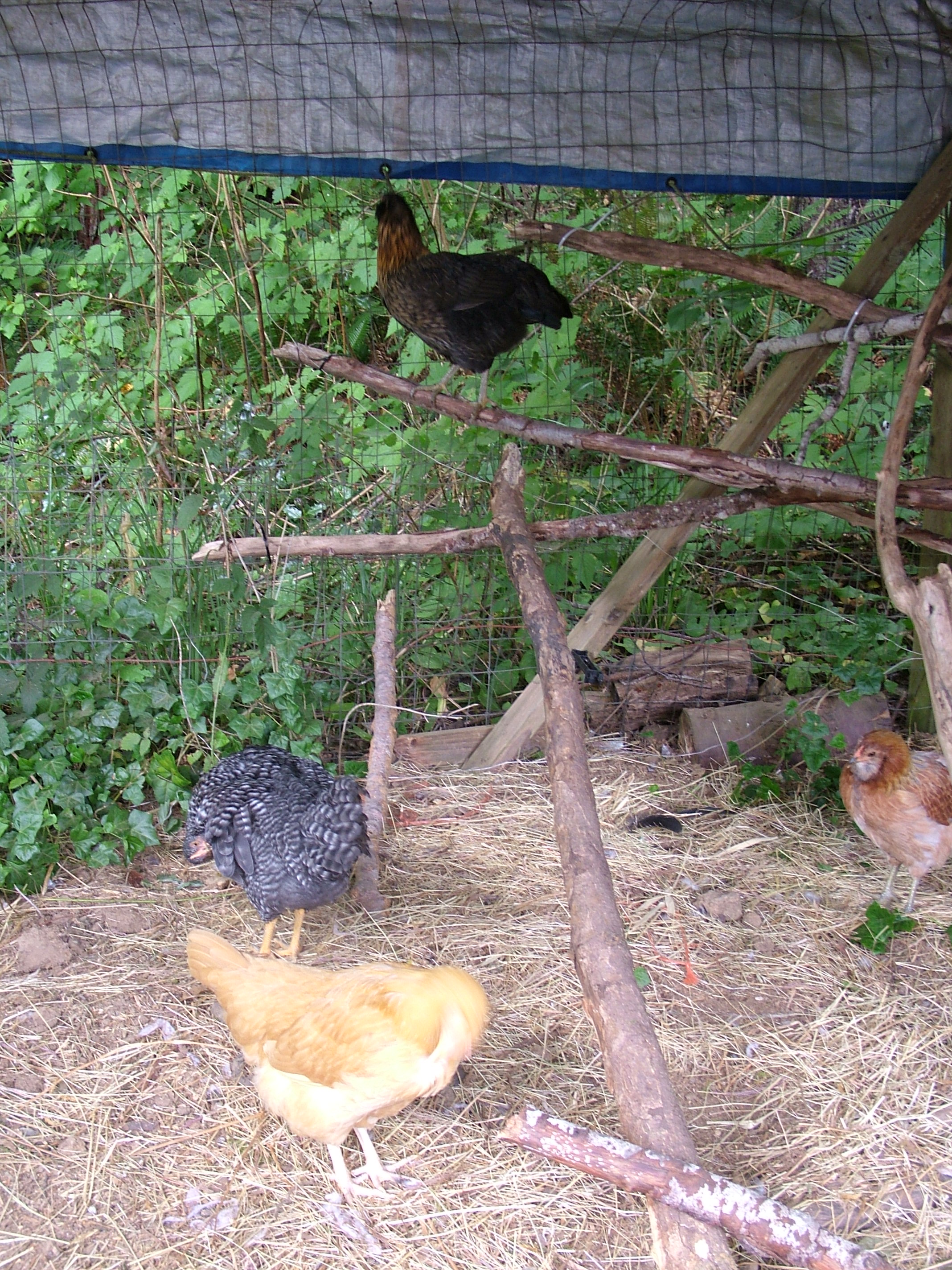 Before we even had the Coop finished I made a Roosting area with tree limbs from the forested area of our yard and zip-tied and screwed them to the tarp shaded area that once housed a Doberman in a dog house and pen.