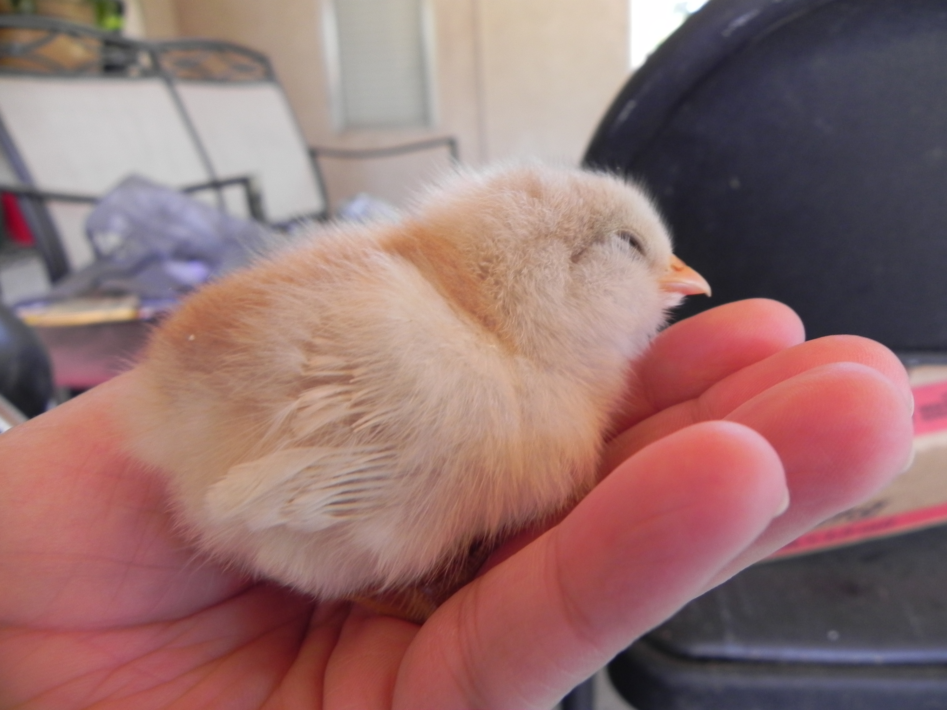 Beige-yellow EEer bantam sleeping in my han.