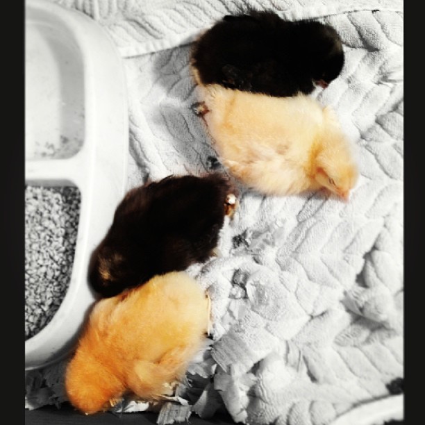 being a chicken is tough stuff