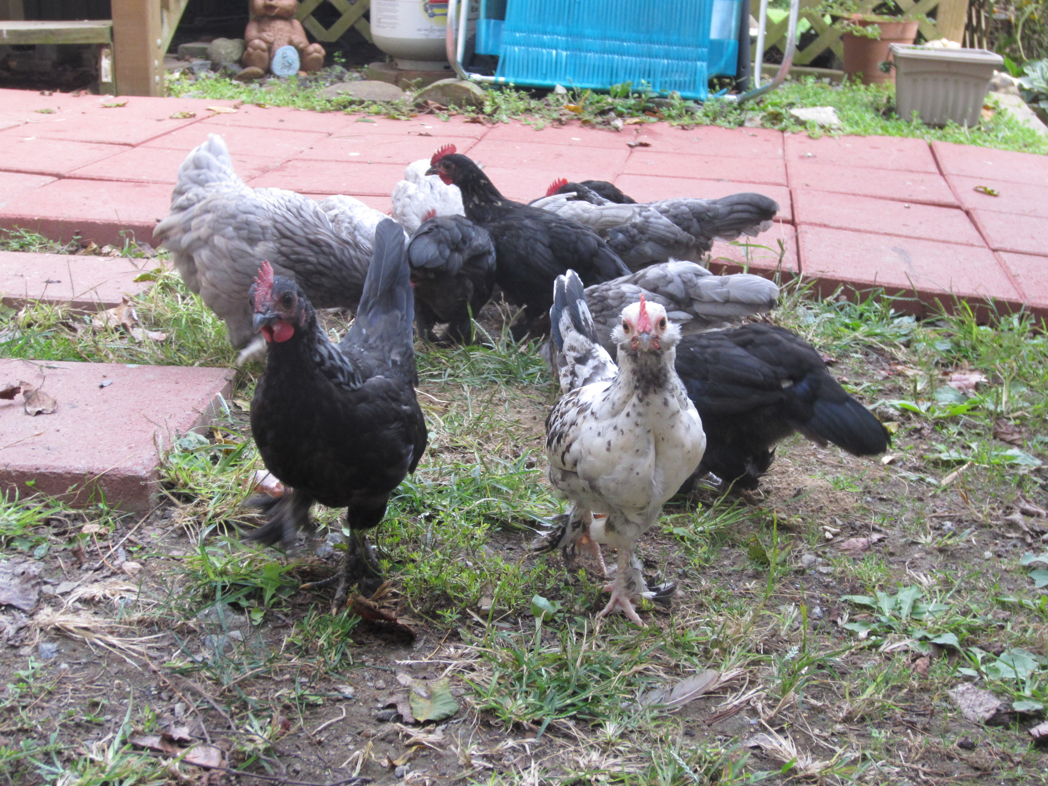 Belgian bantam d'Uccle