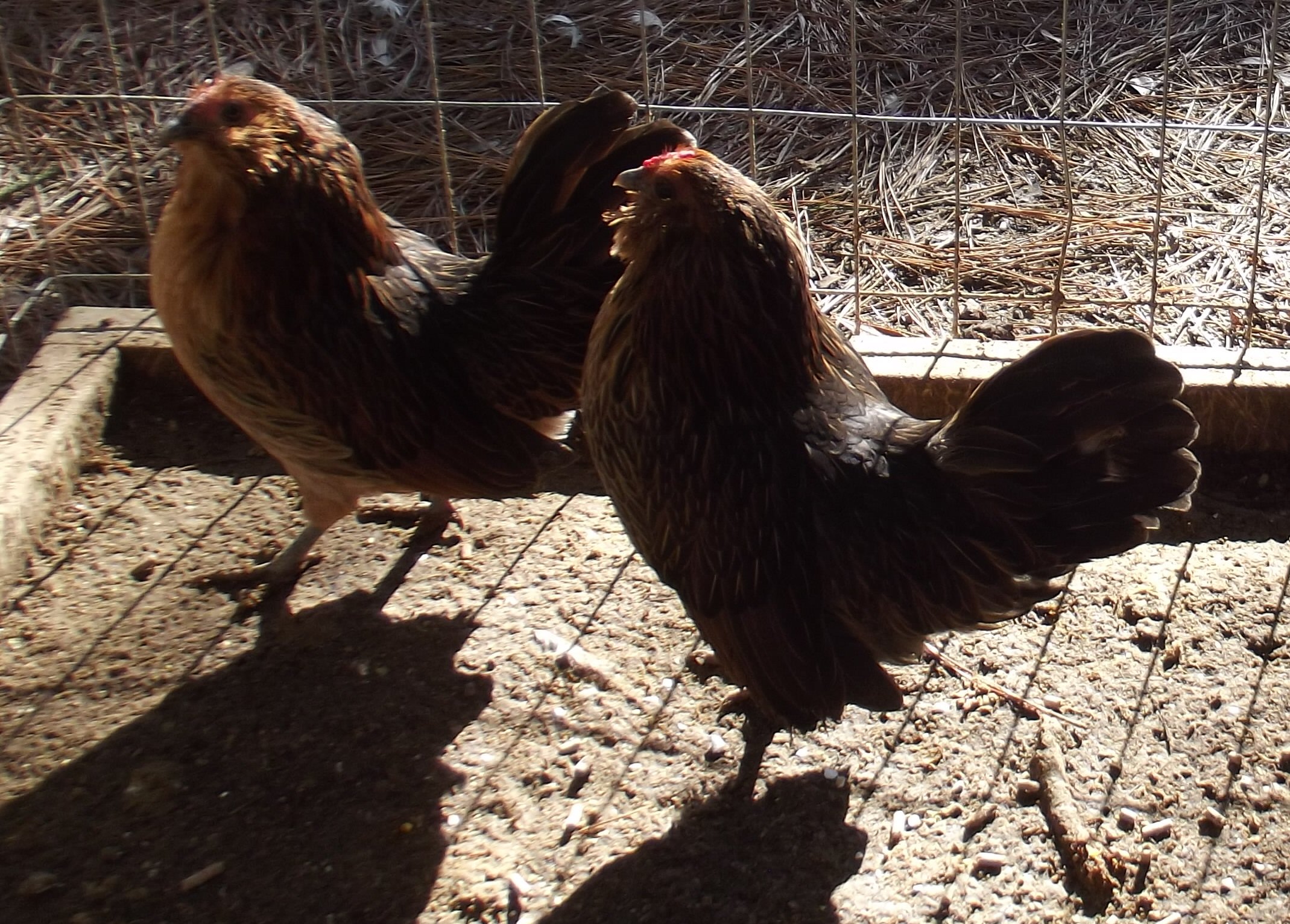Belgian Quail D'anver Hens. The hen in the back won 1st place at a local poultry show Dec. 2012.