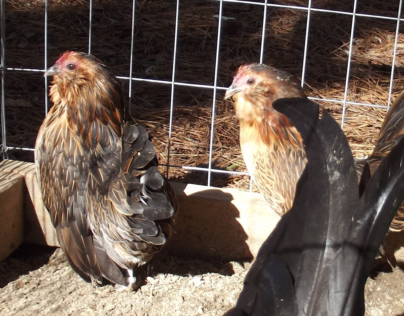 Belgian Quail D'anver Hens. The hen on the left won 1st place at a local poultry show Dec. 2012.