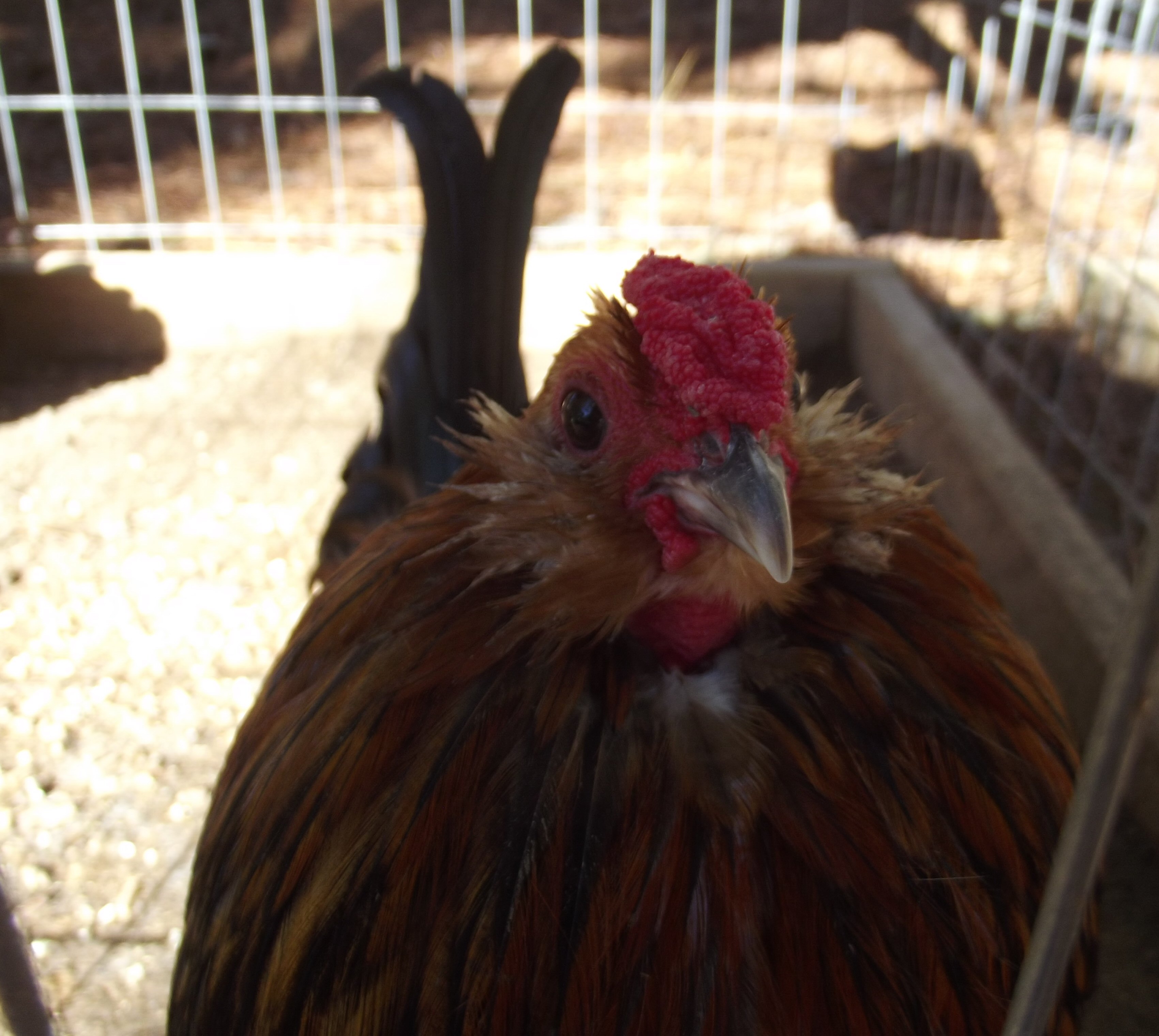 Belgian Quail D'anver Roo.... giving me the stink-eye.