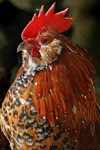 Belgium Bearded D'Uccle Mille Fleur.