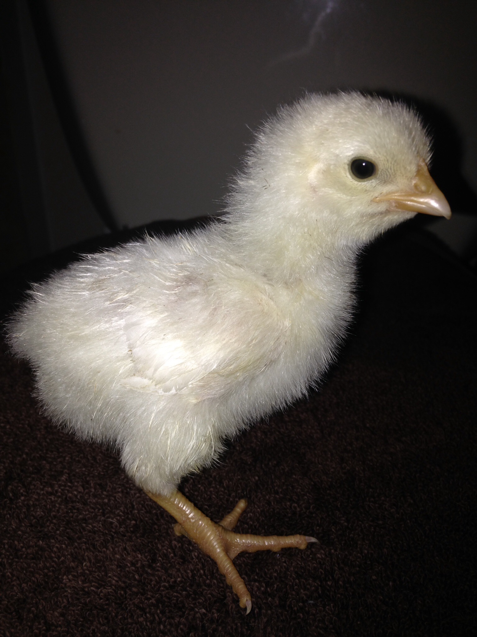 Believed BO x Delaware - male