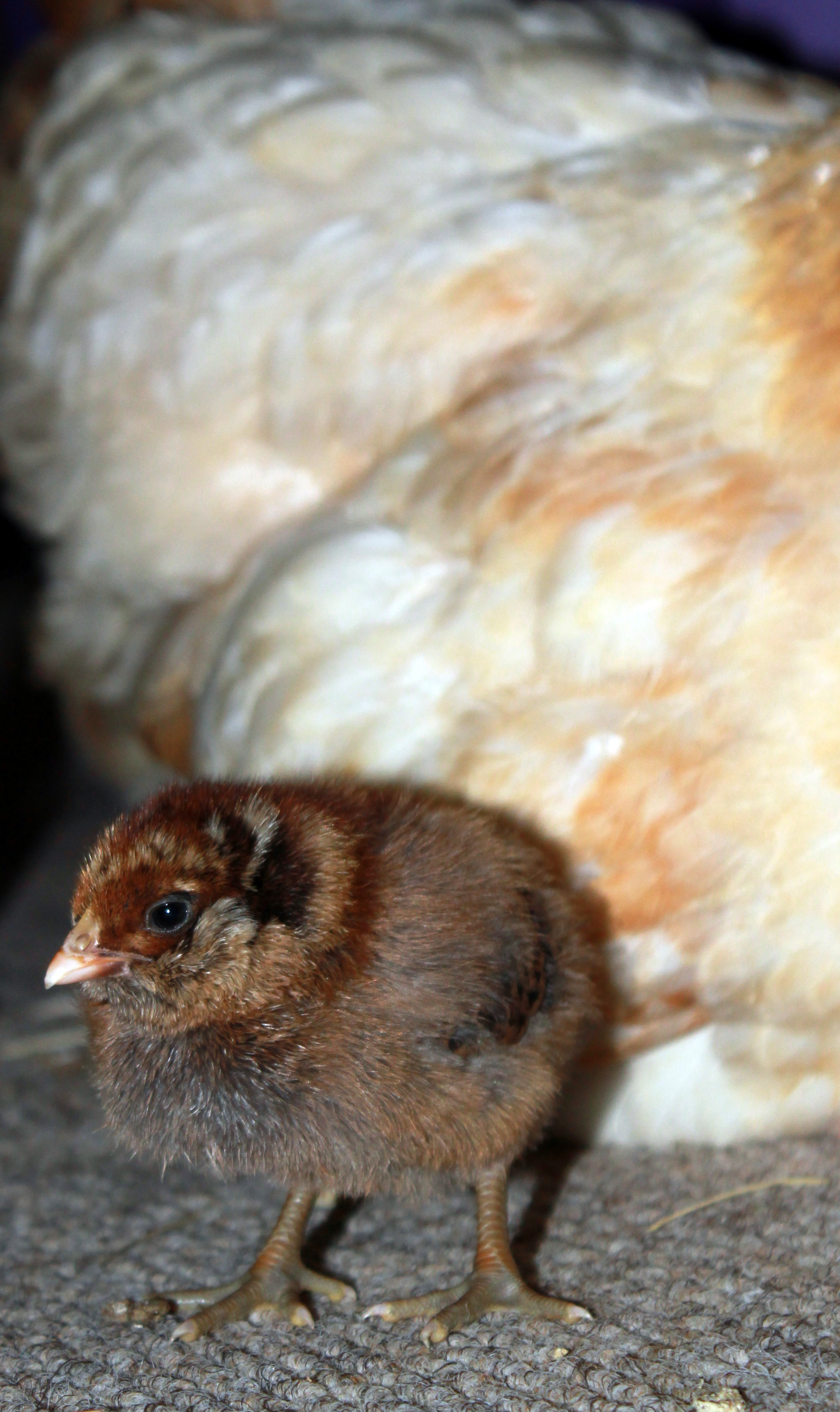 Bell-Easter Egger