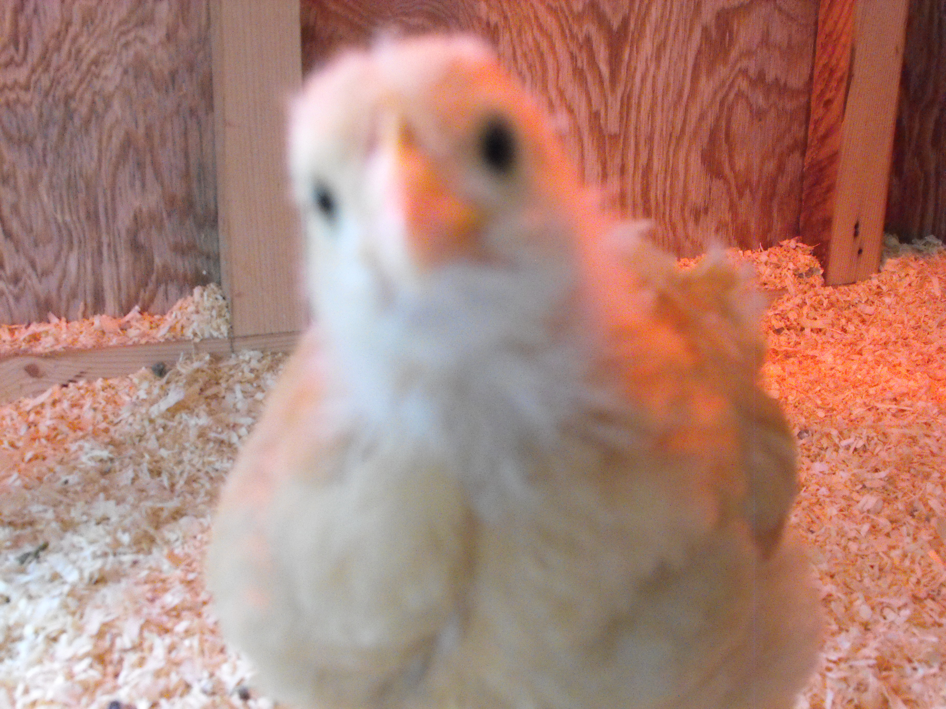 Bell, my Buff Orp