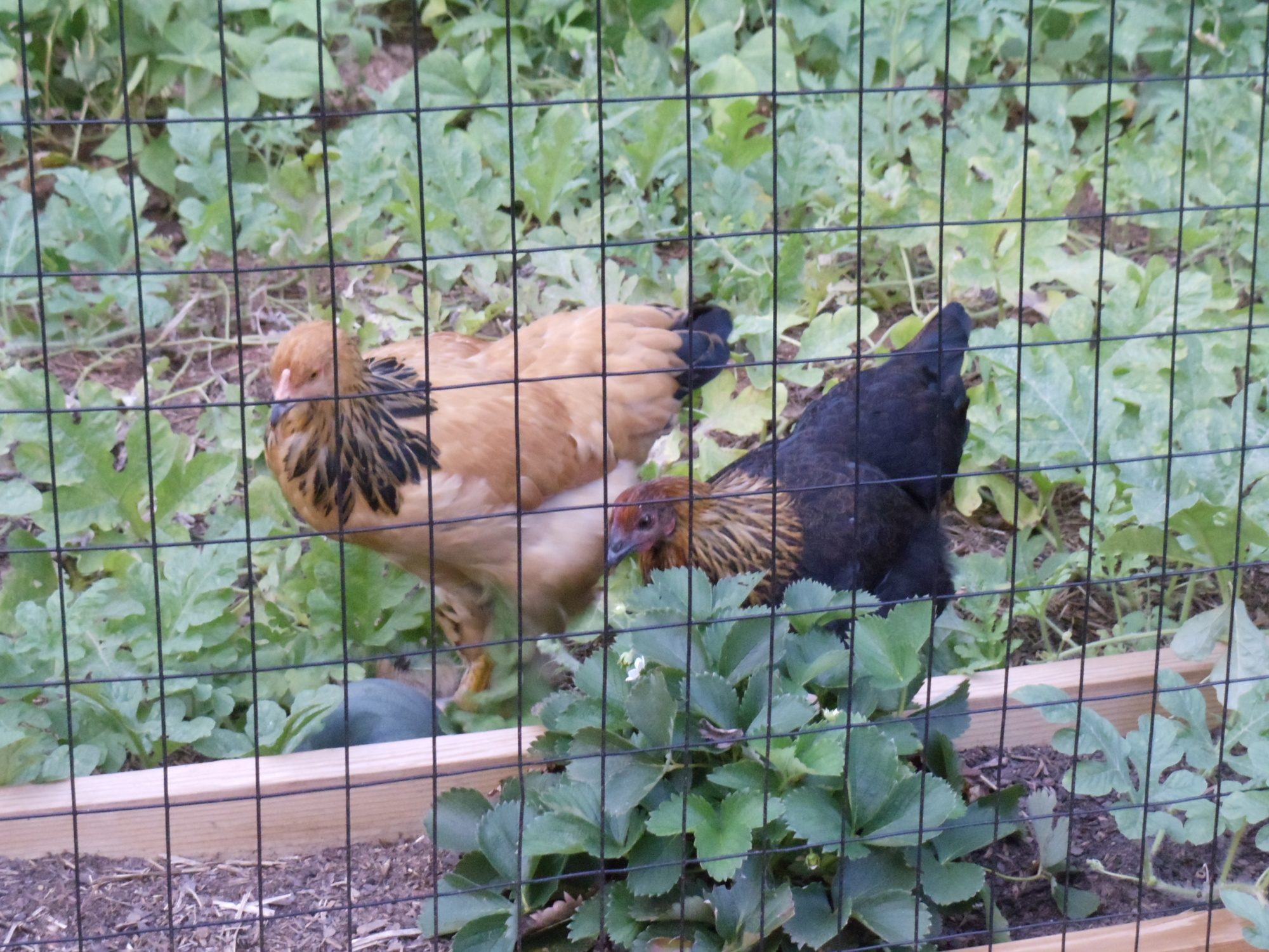 Bella and Cappy in the garden.