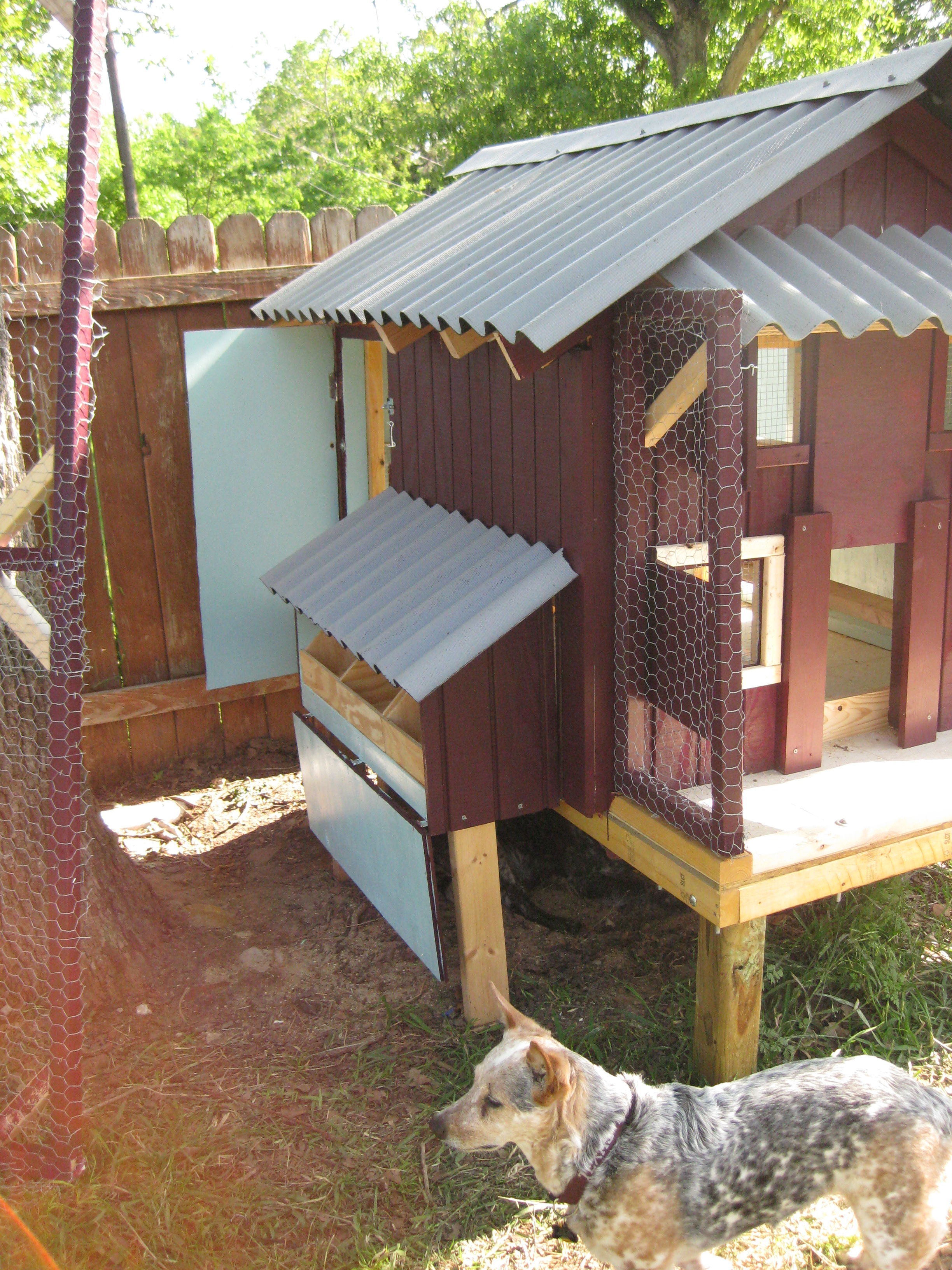 Bella and the Whoop Coop during construction.... picture shows side access and the nesting box open.