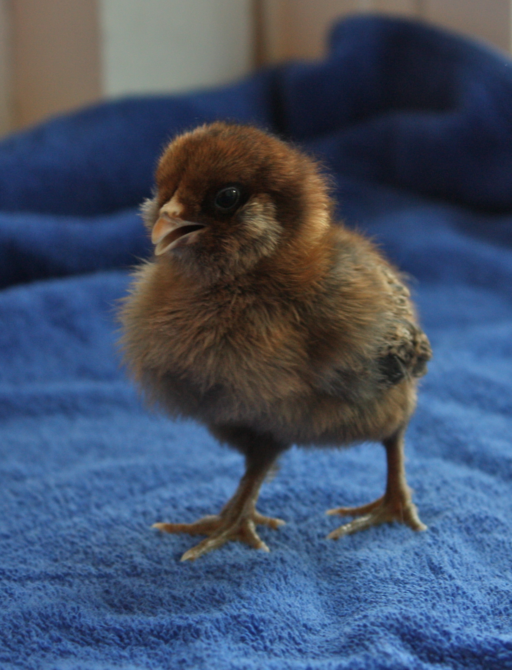 Bella - Bantam Easter Egger