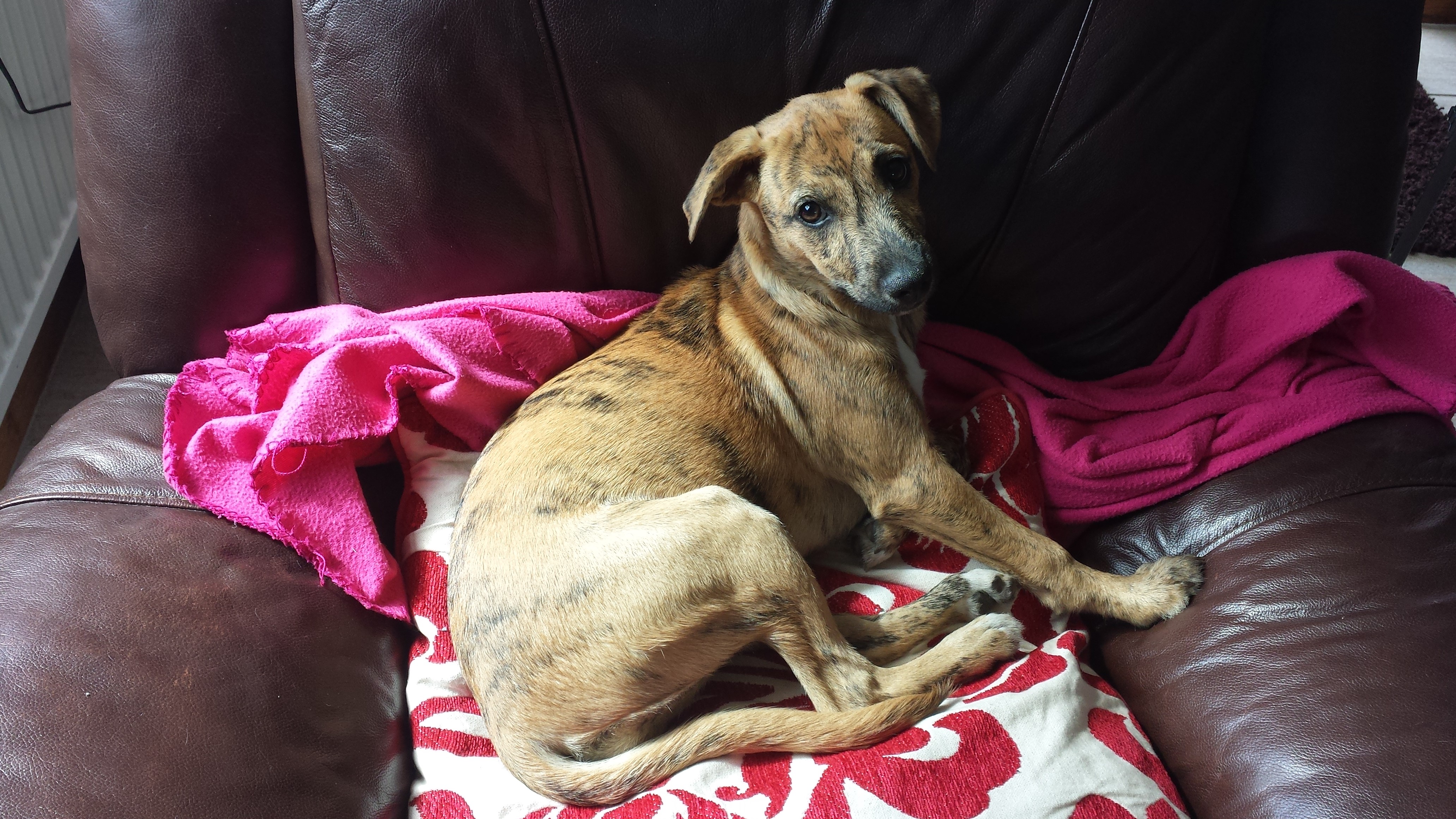 Bella border x whippet