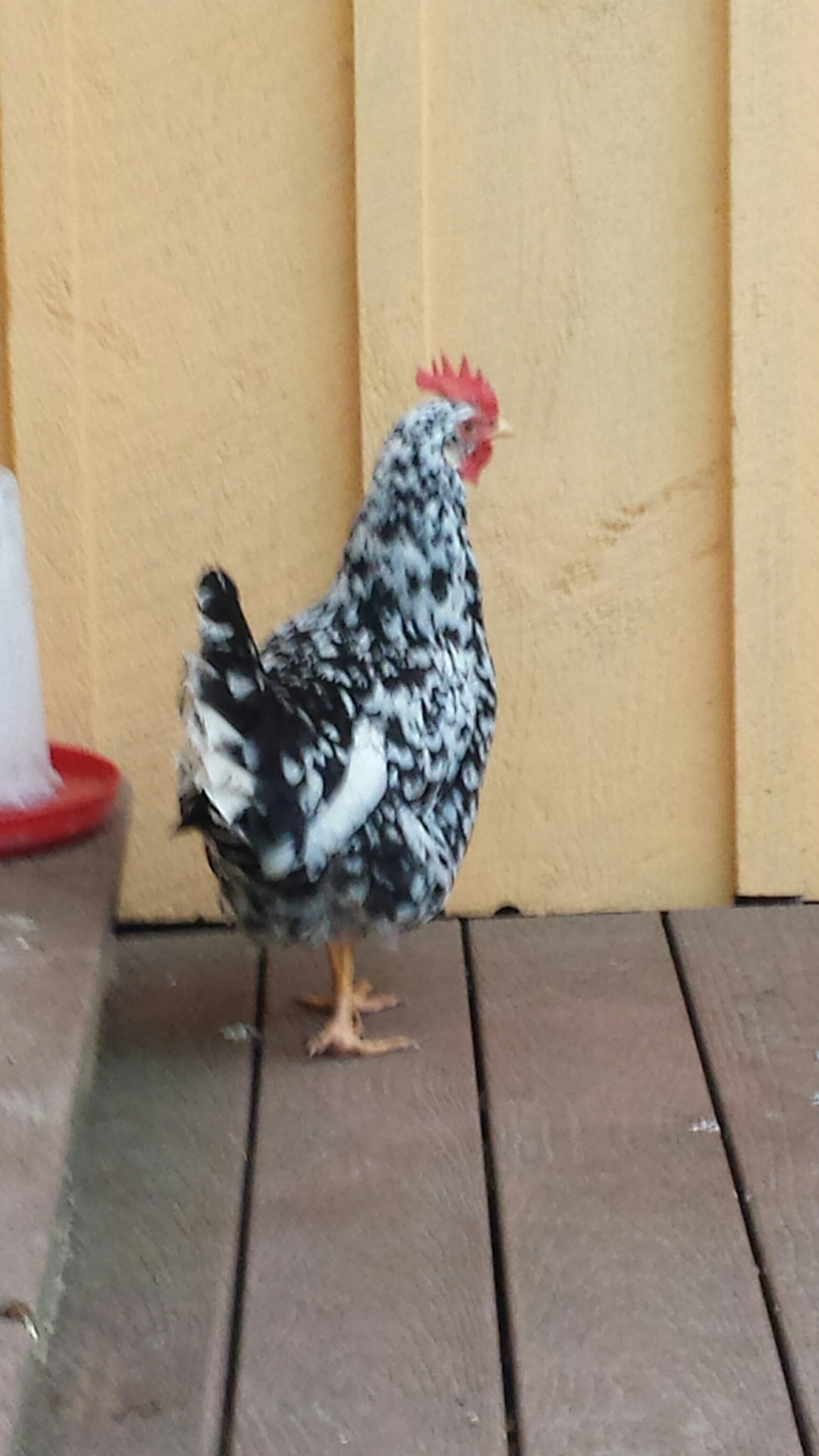 Bella exchequer