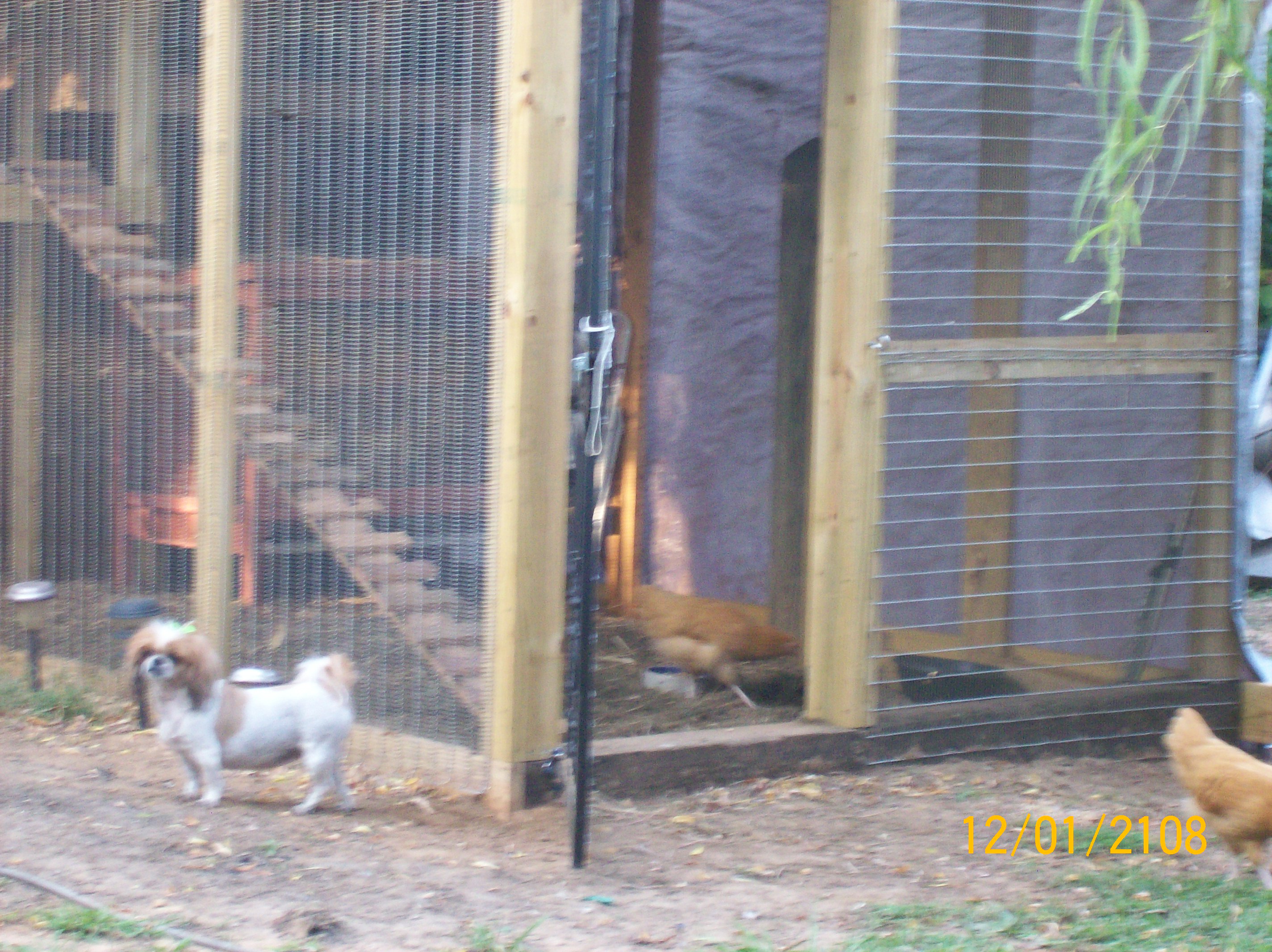 bella is watching for her flock